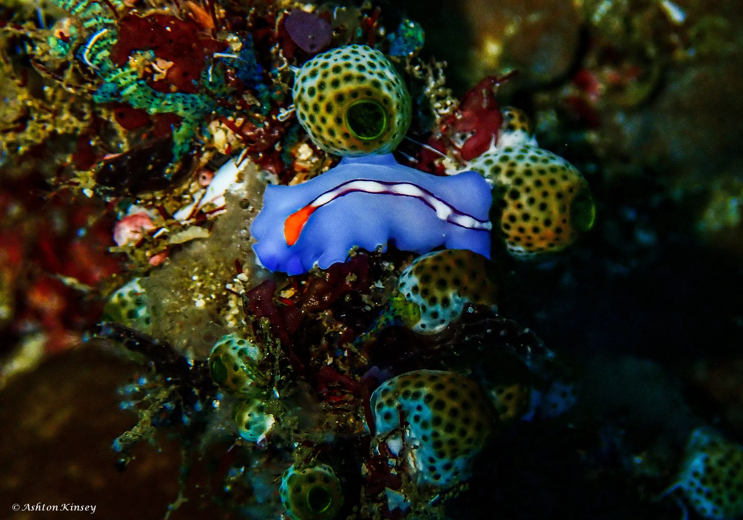 Verday Island Dive 3-12.jpg