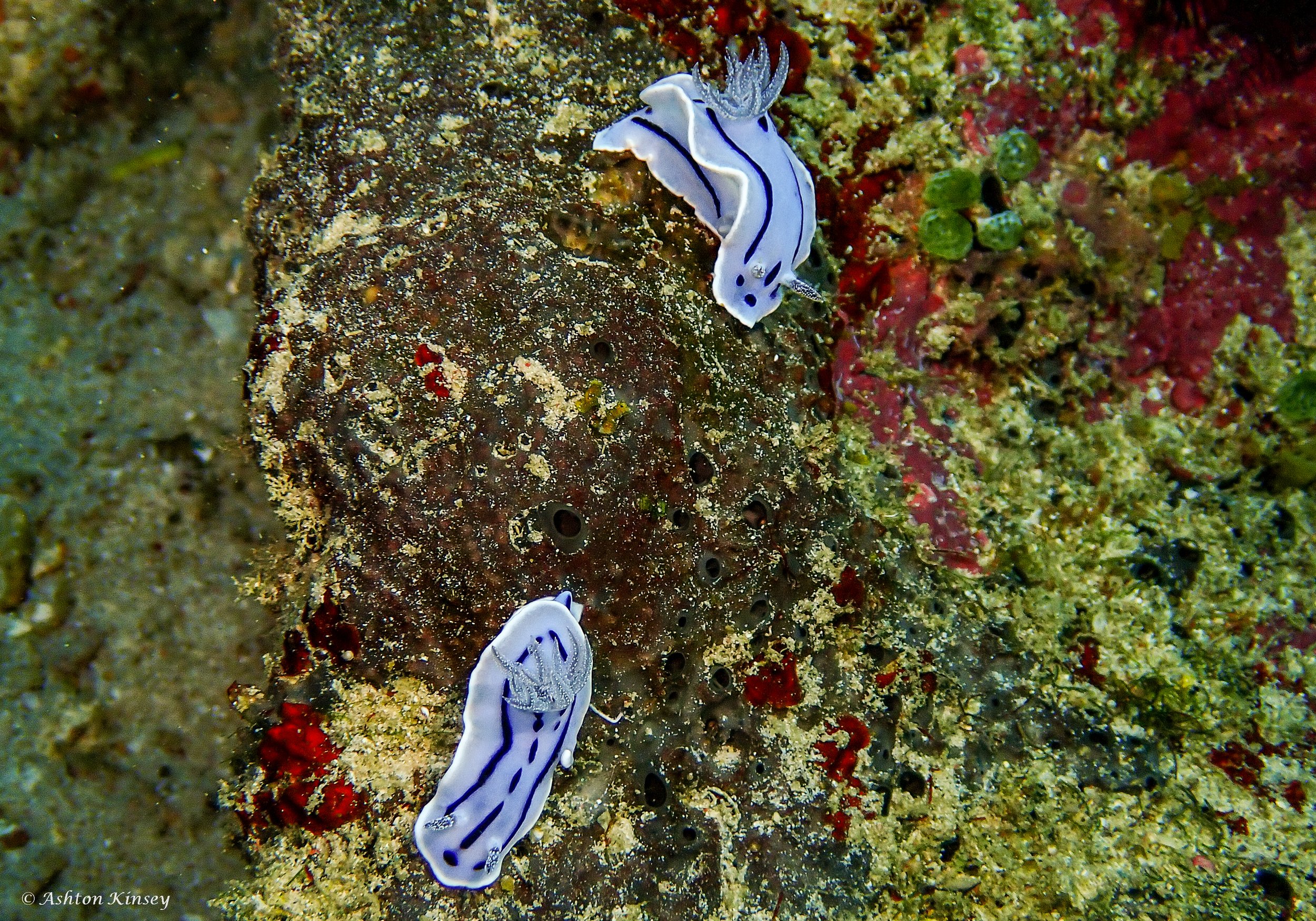 Lalaguna Point-12.jpg