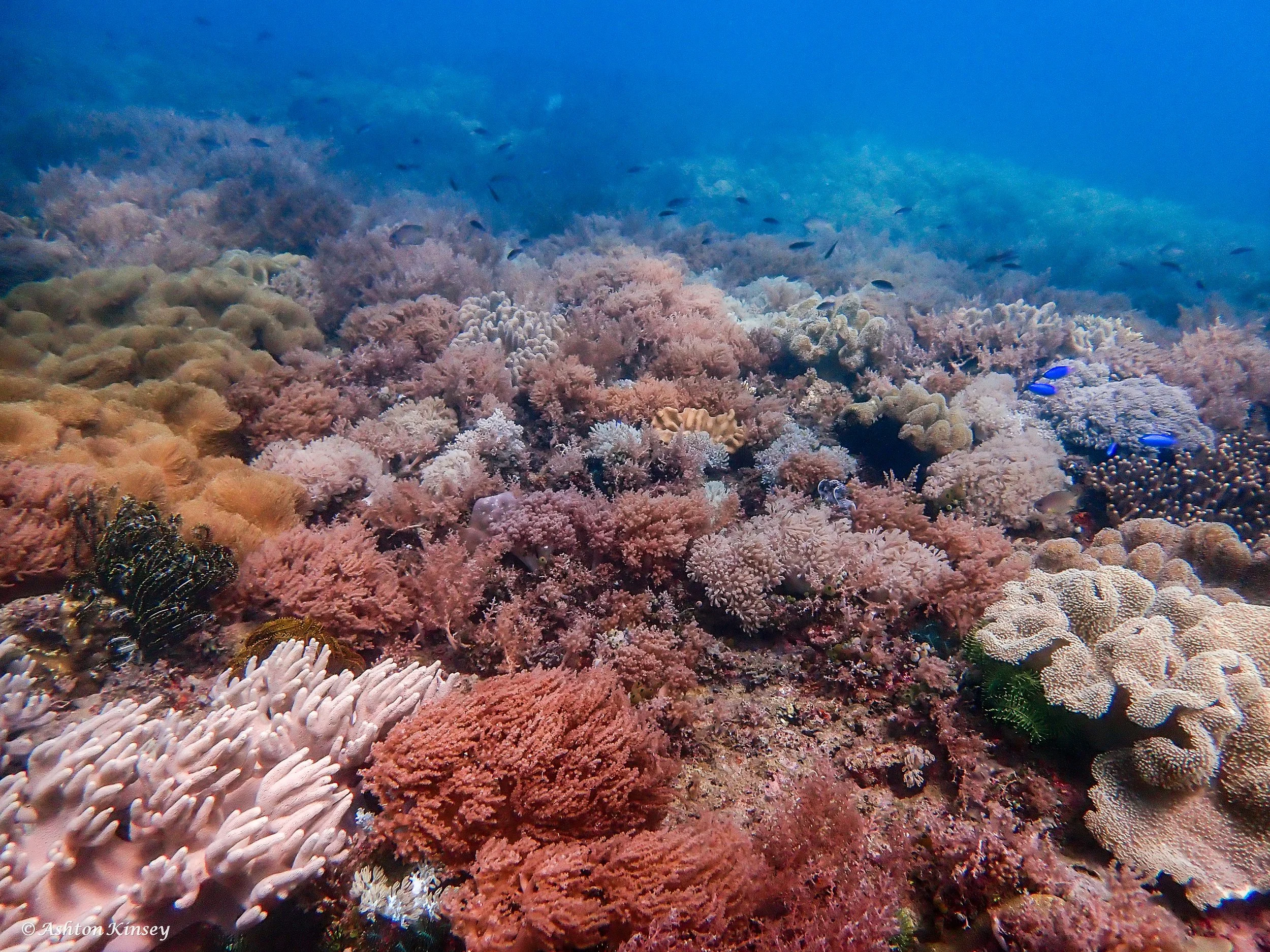 Coral Cove-2.jpg