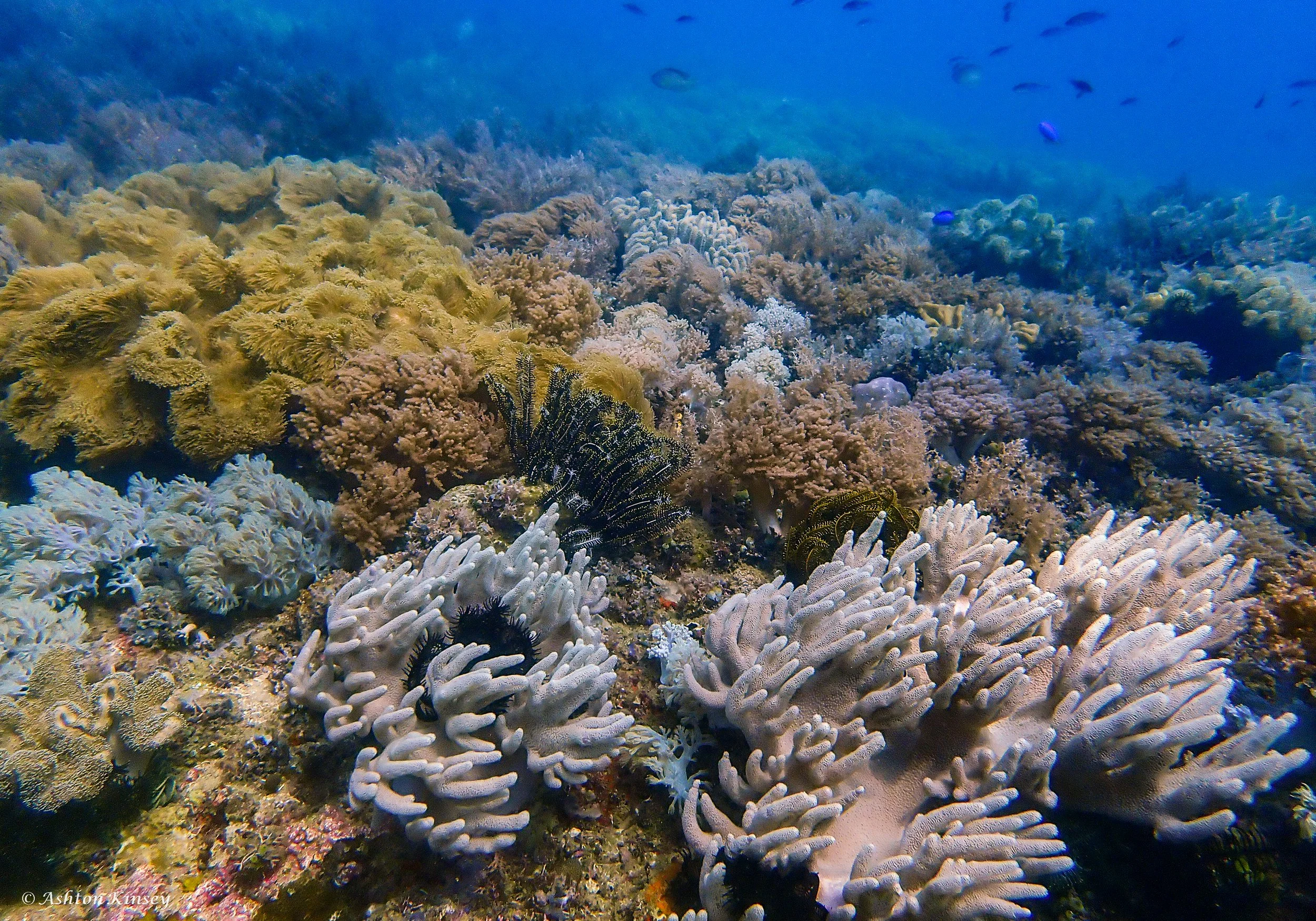Coral Cove-1.jpg