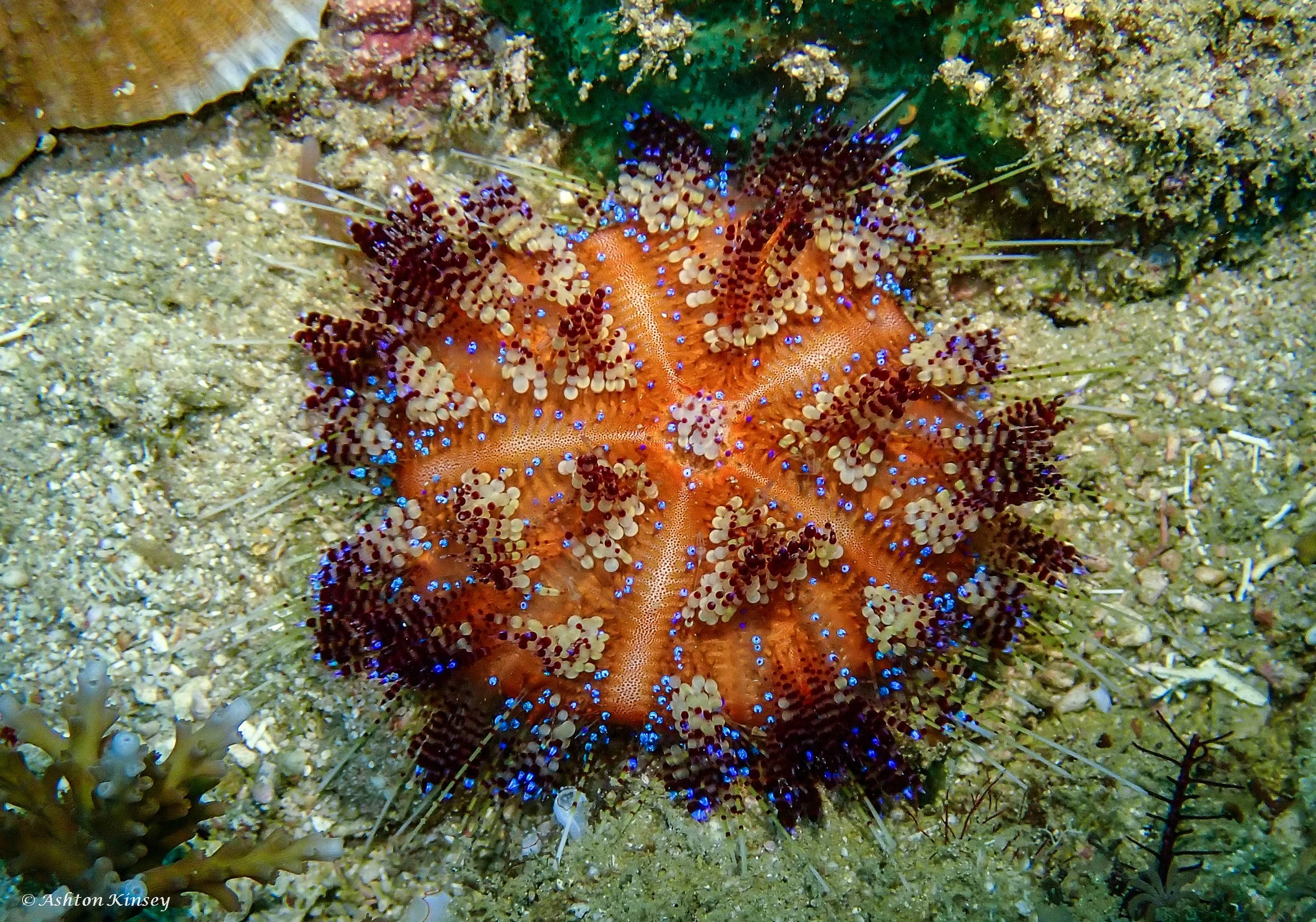 Coral Cove-4.jpg