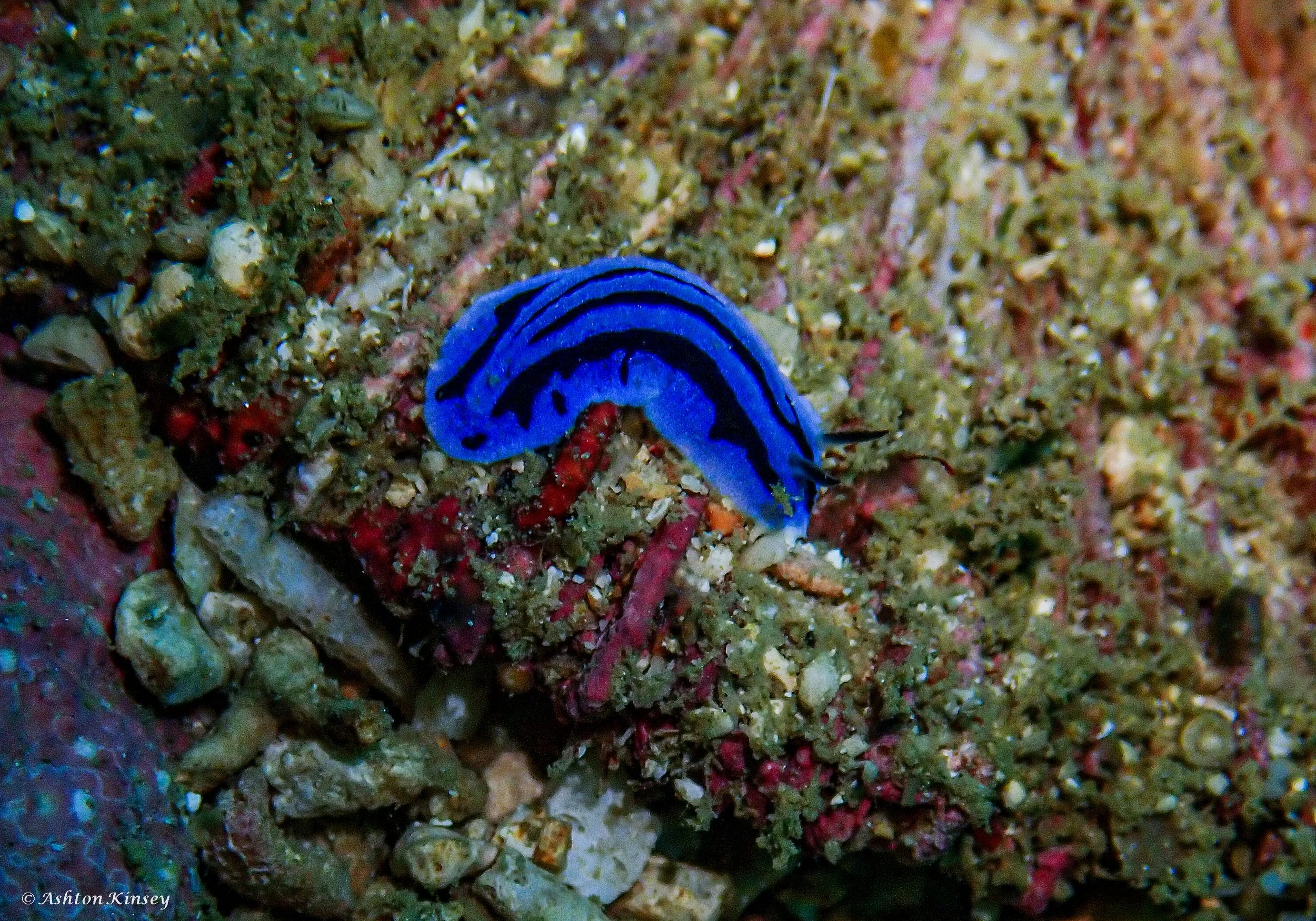 Coral Cove-6.jpg