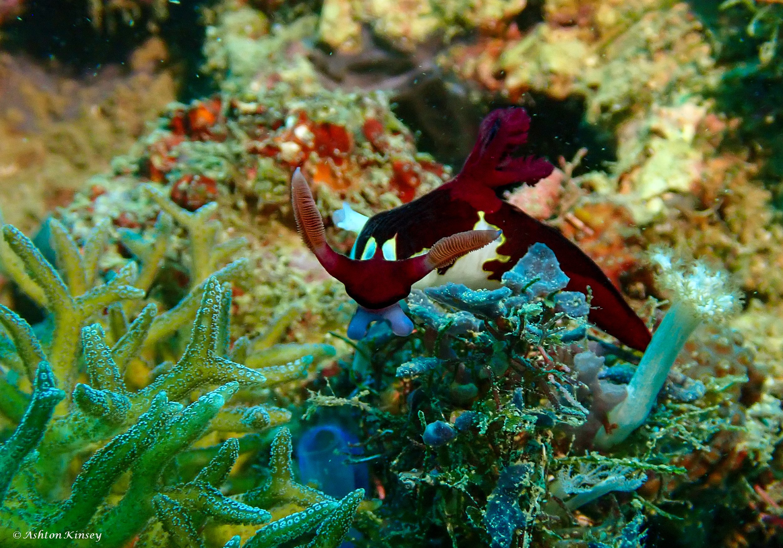 Coral Cove-7.jpg