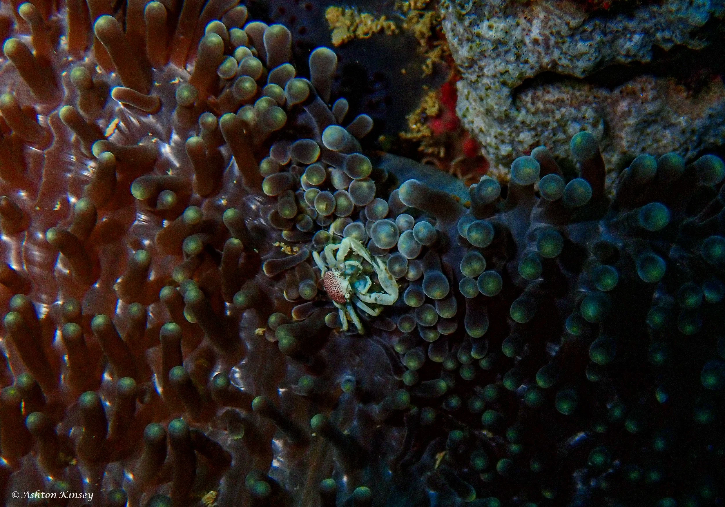 Coral Cove-9.jpg