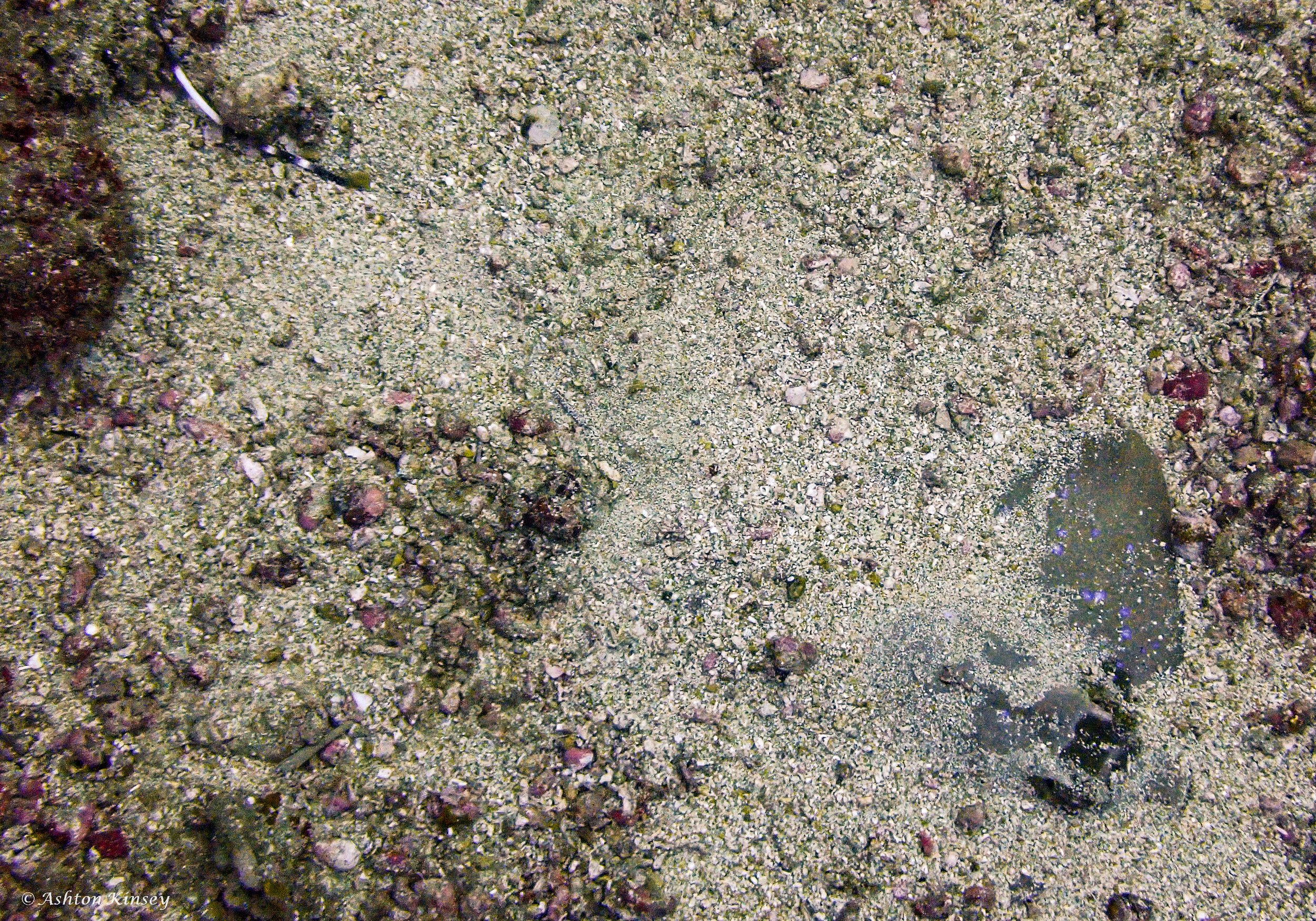 Coral Cove-11.jpg