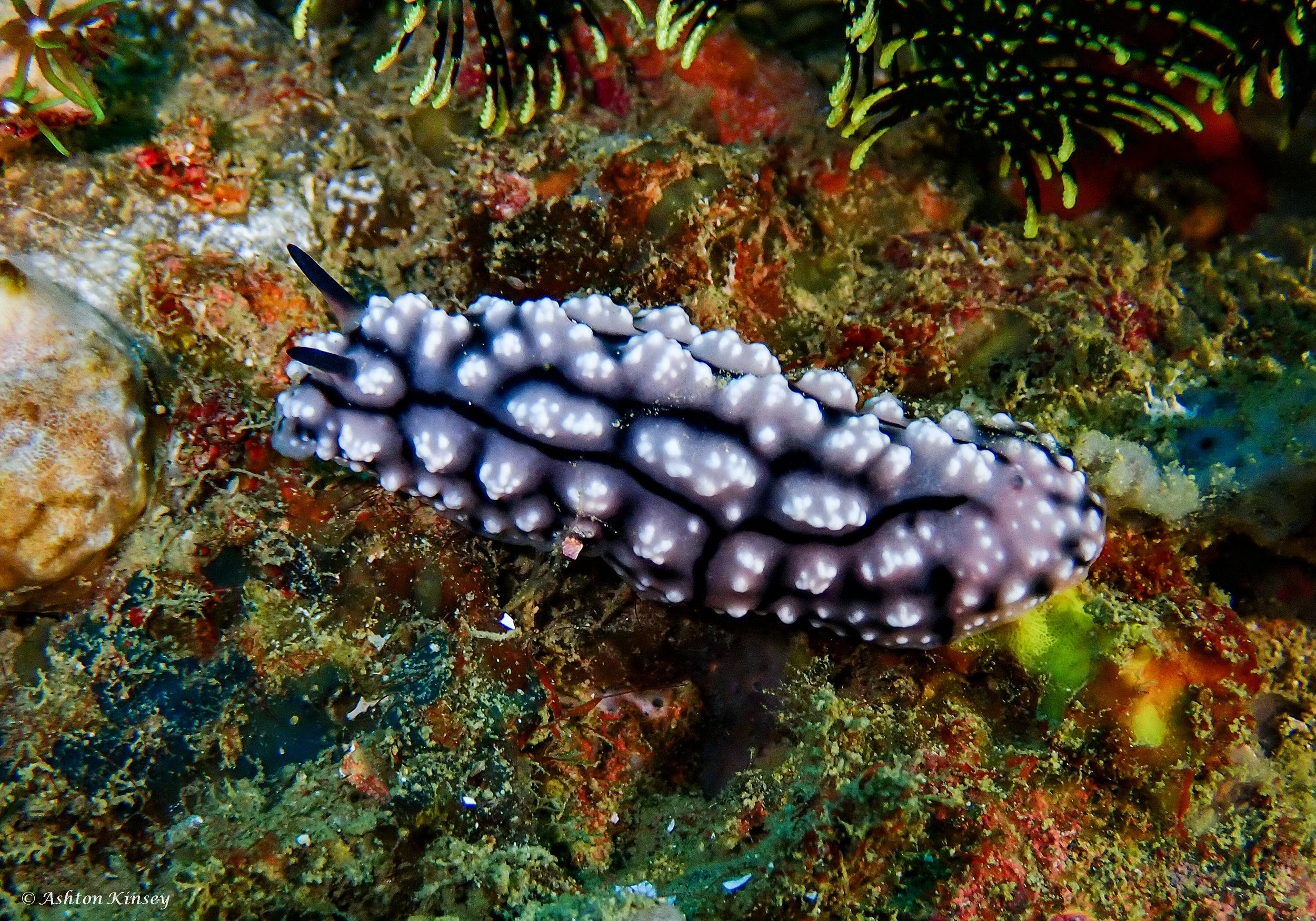 Coral Cove-13.jpg