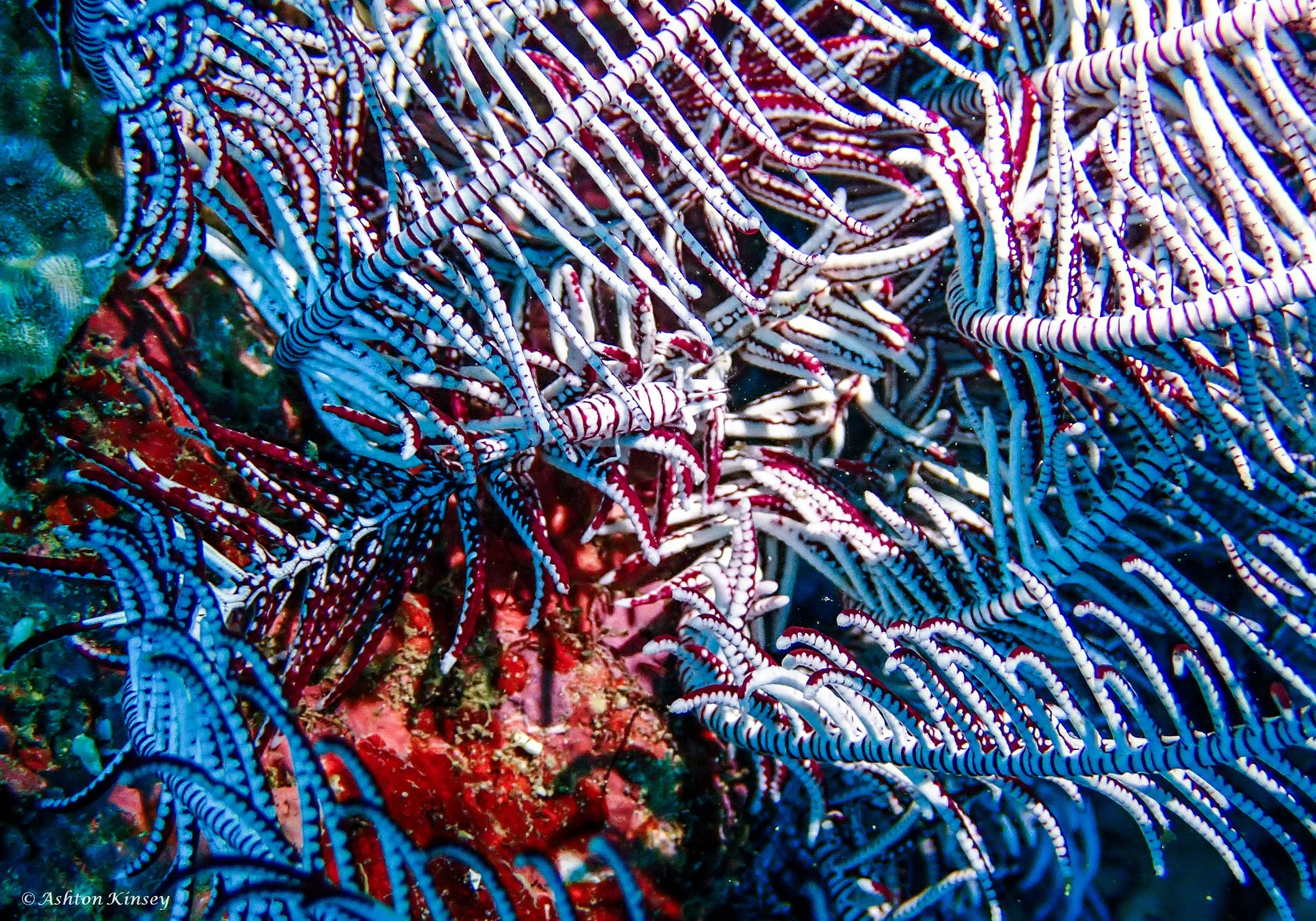 Coral Cove-14.jpg