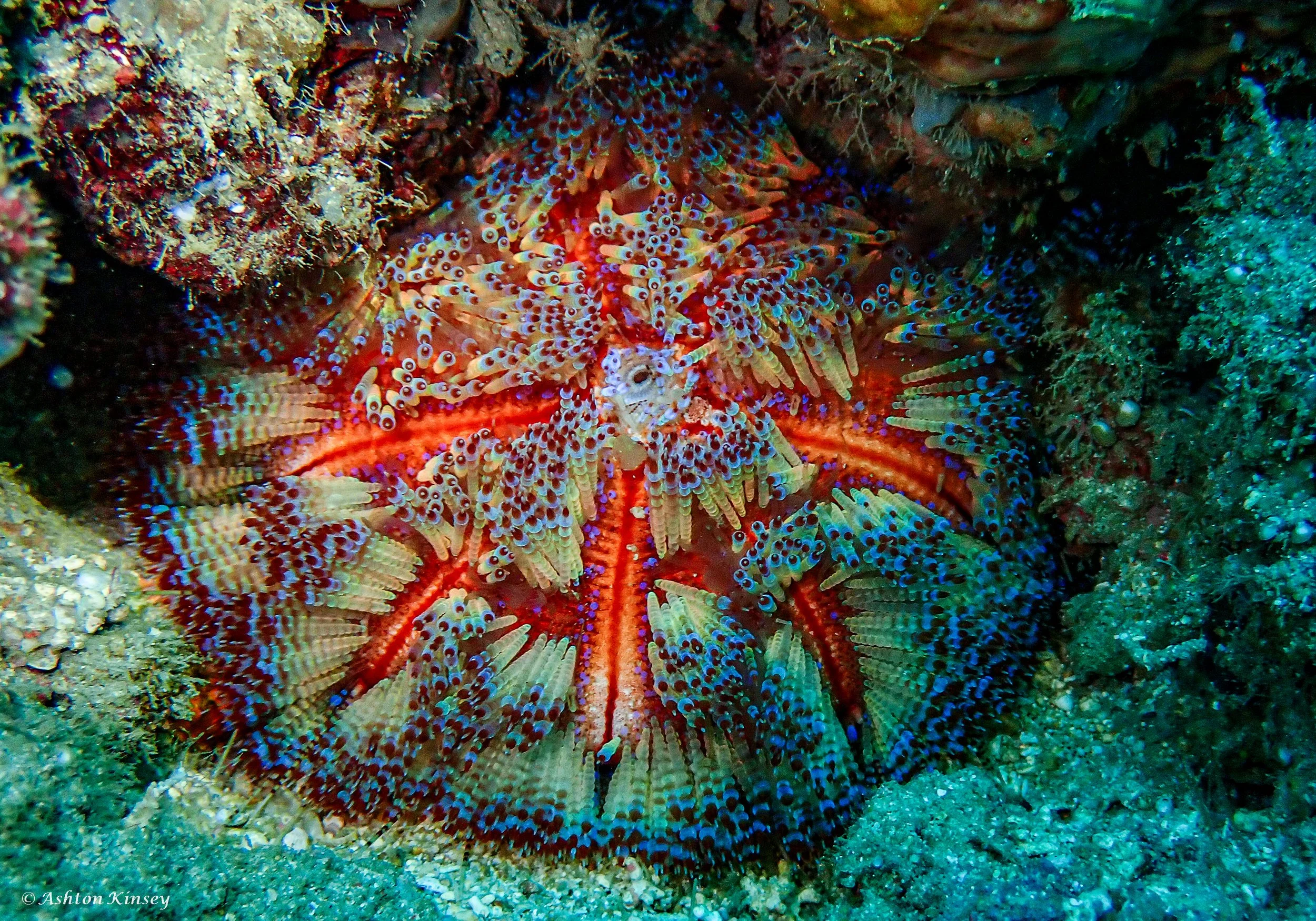 Coral Cove-15.jpg
