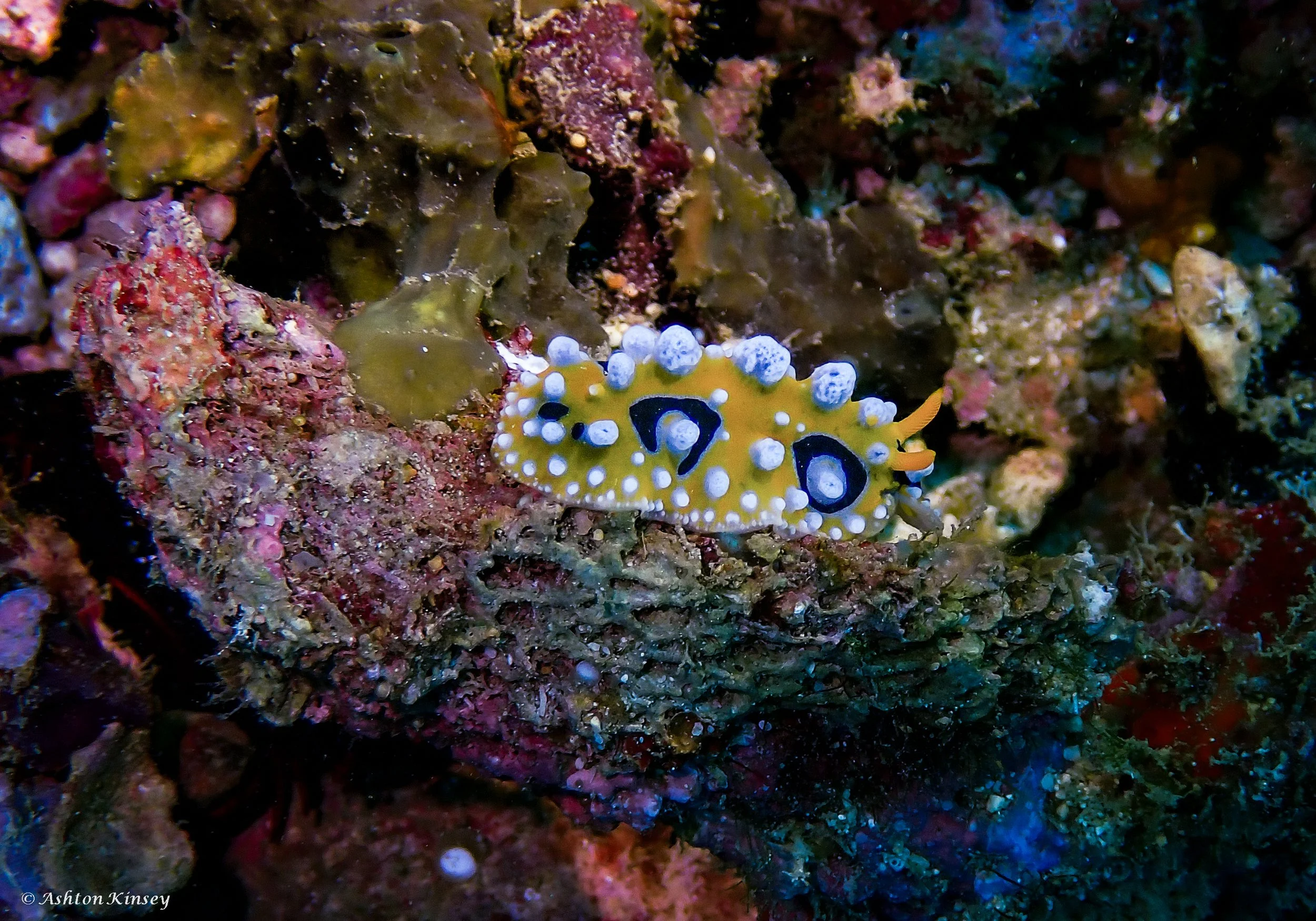Coral Cove-16.jpg
