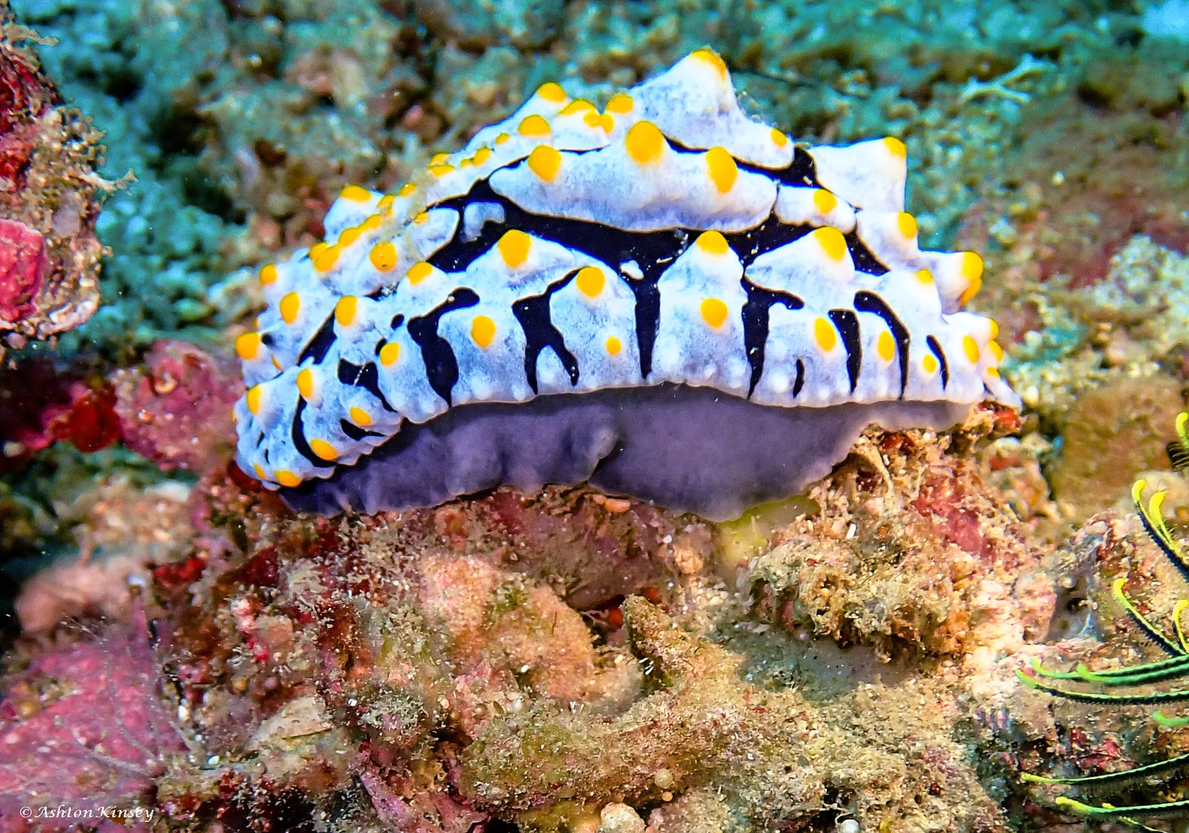 Coral Cove-17.jpg