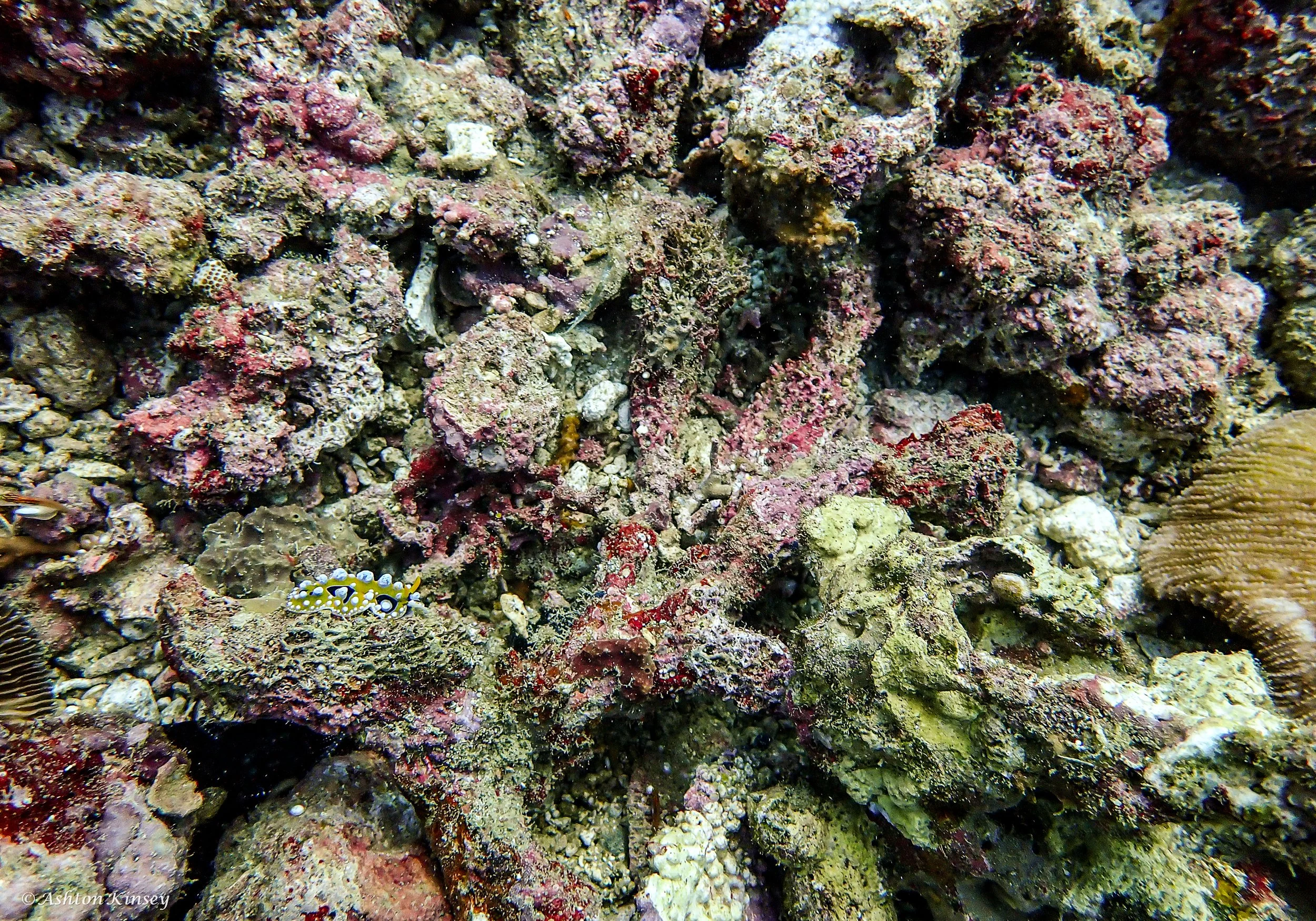 Coral Cove-18.jpg