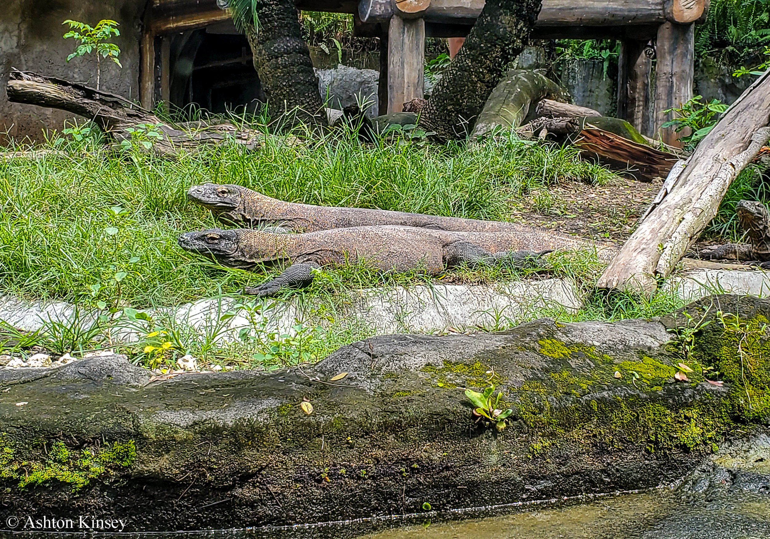 Bali Safari-7.jpg