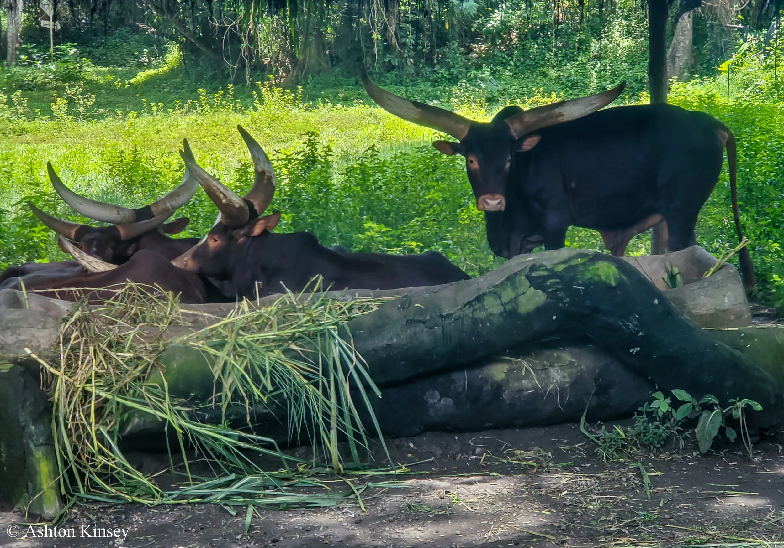 Bali Safari-8.jpg