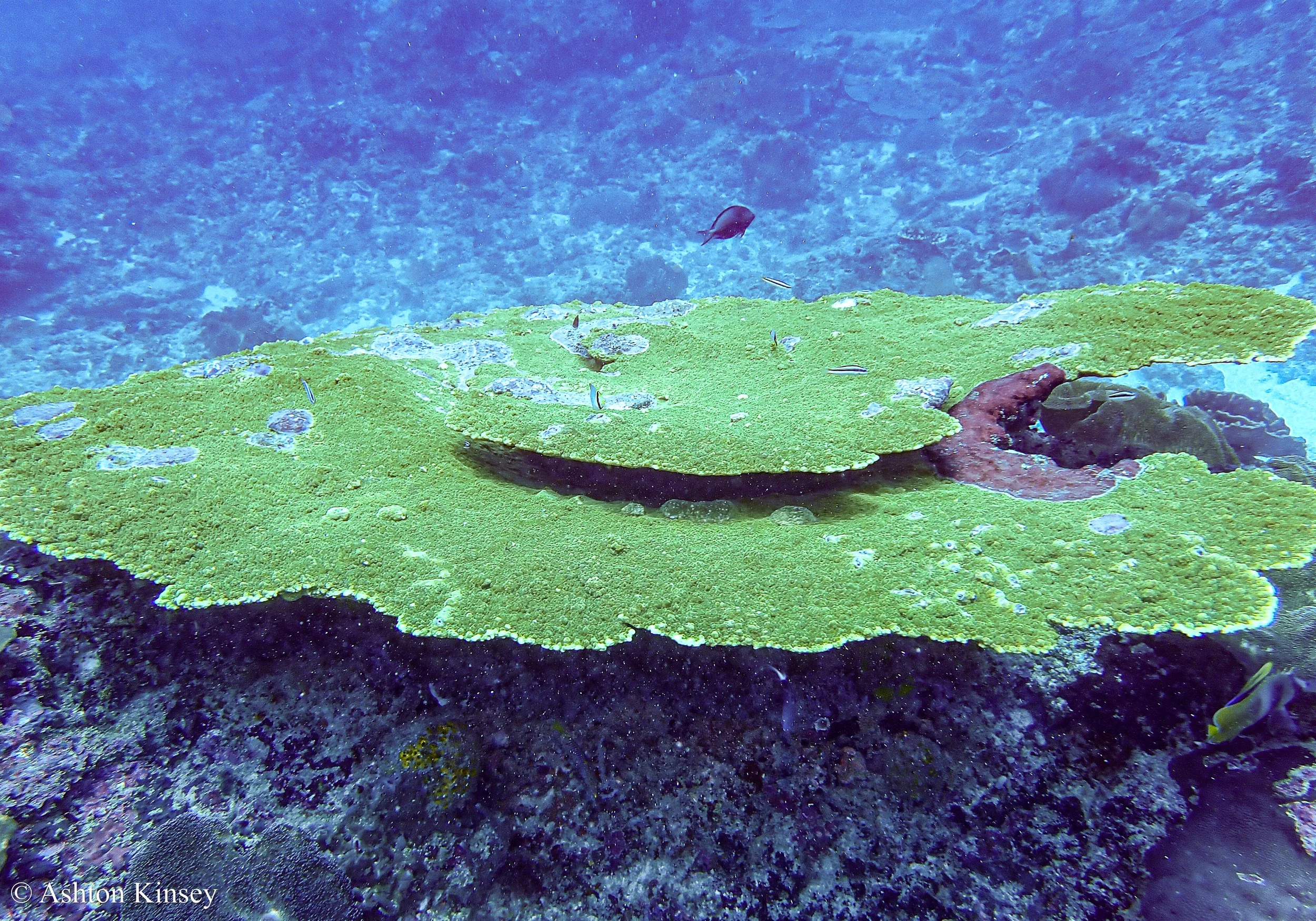 Manta Point-3.jpg