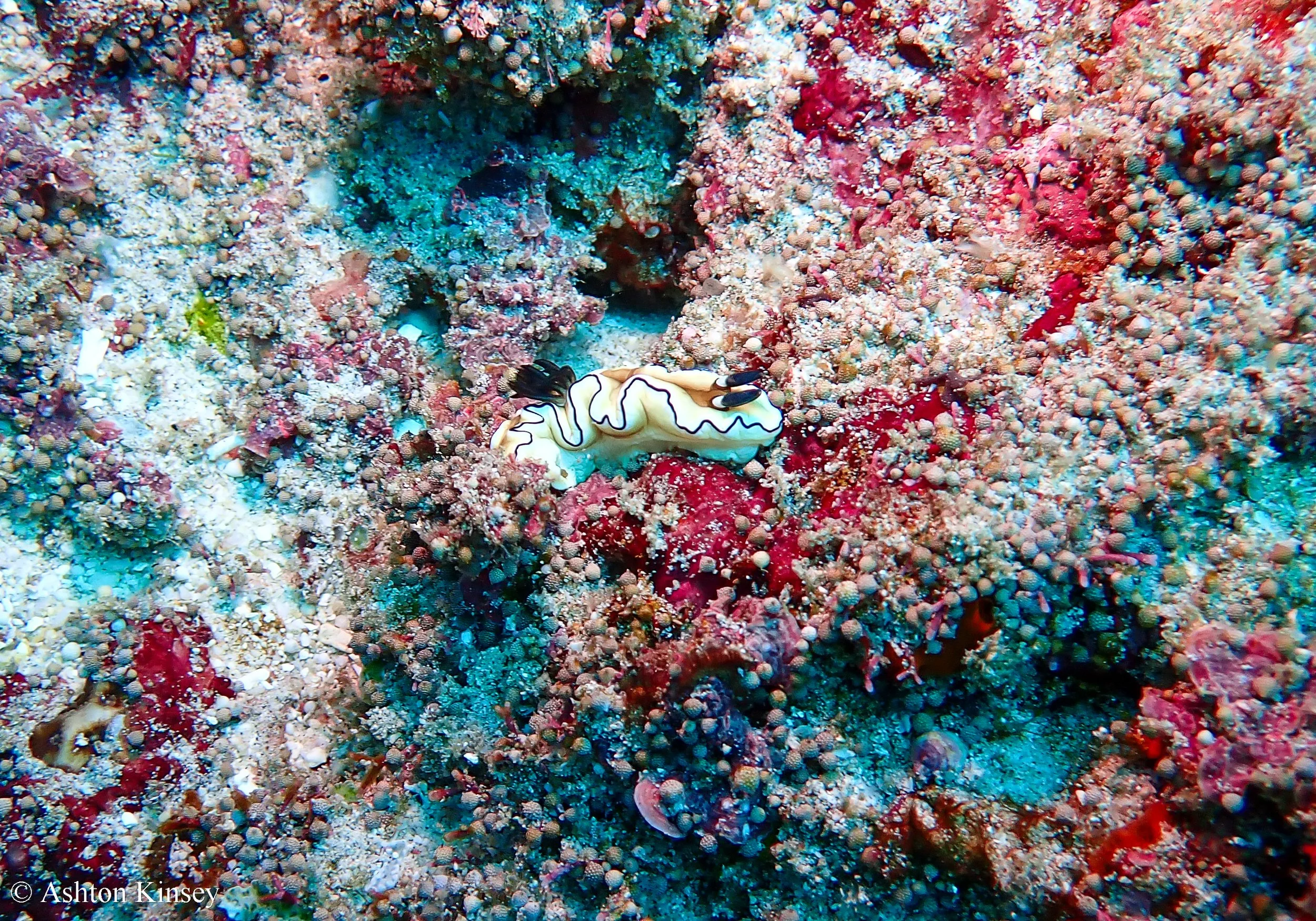 Manta Point-4.jpg