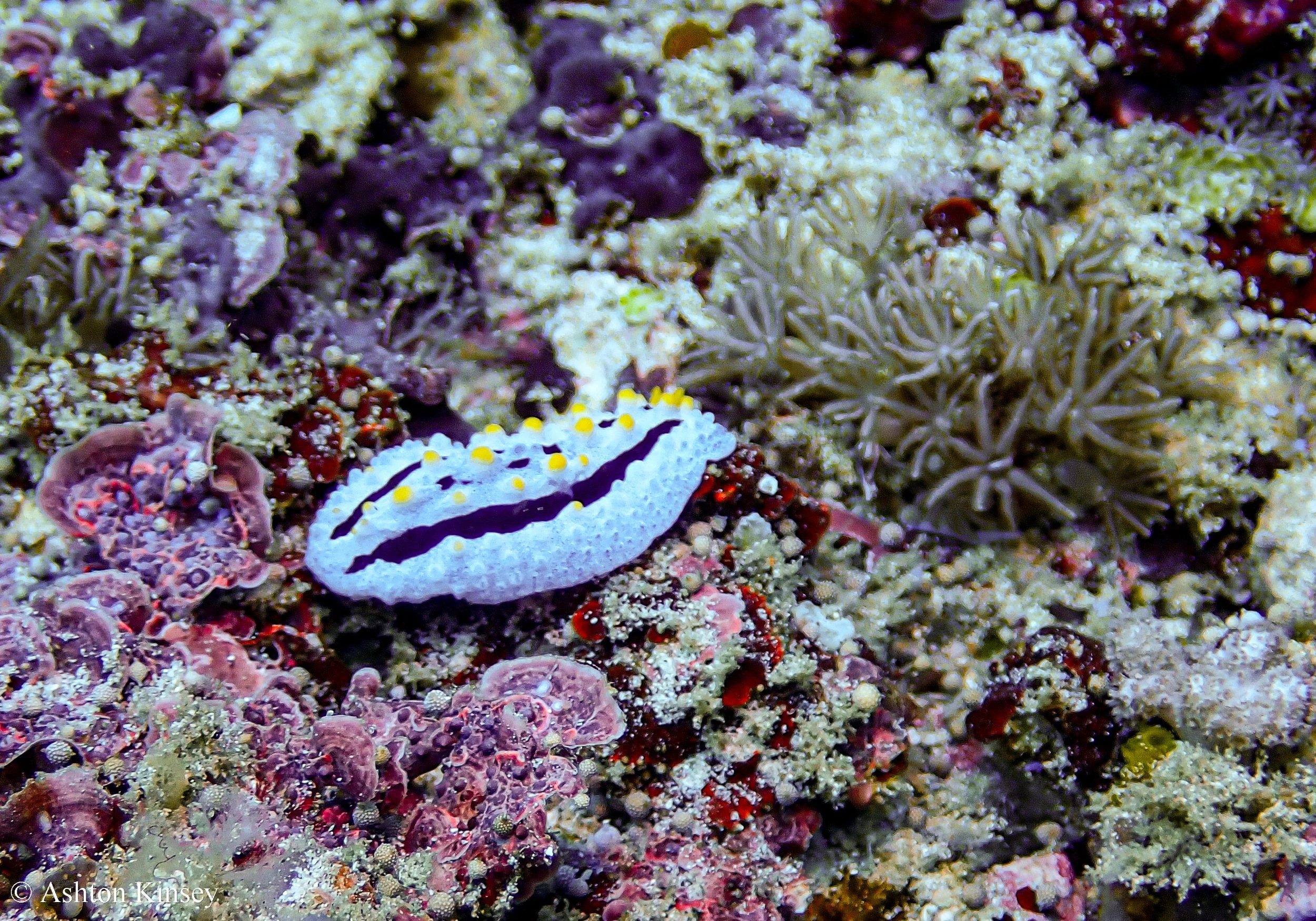 Manta Point-7.jpg