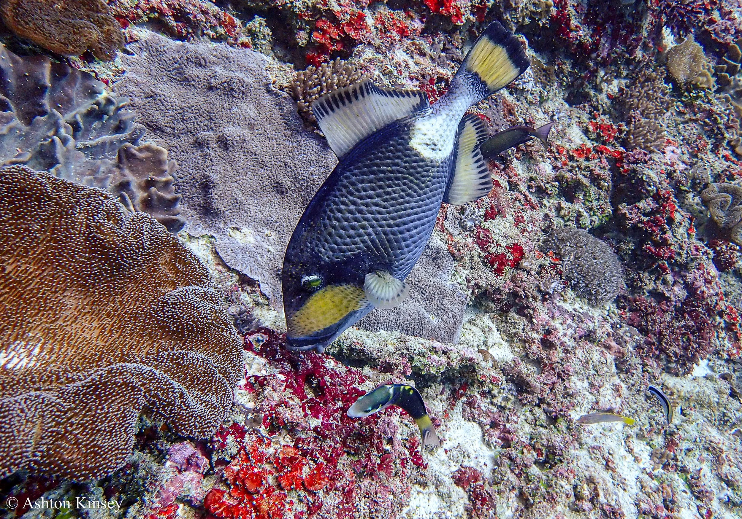 Manta Point-8.jpg