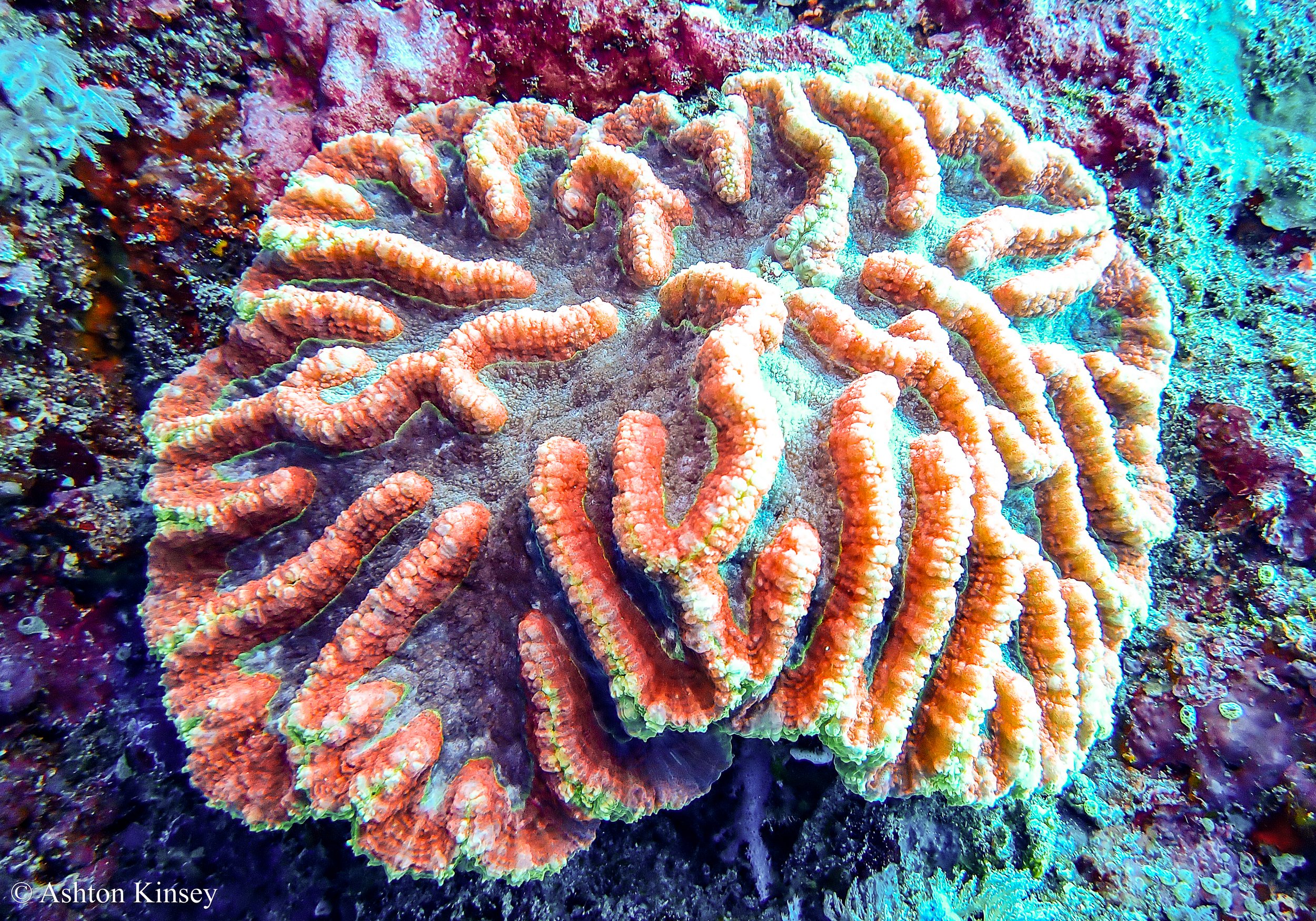 Crystal Bay-4.jpg