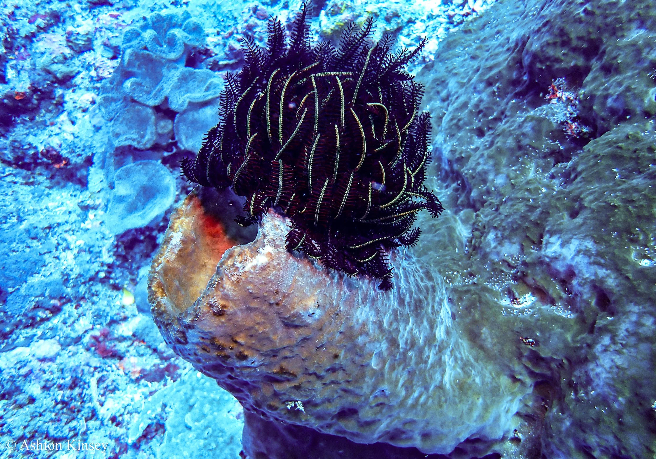 Crystal Bay-5.jpg
