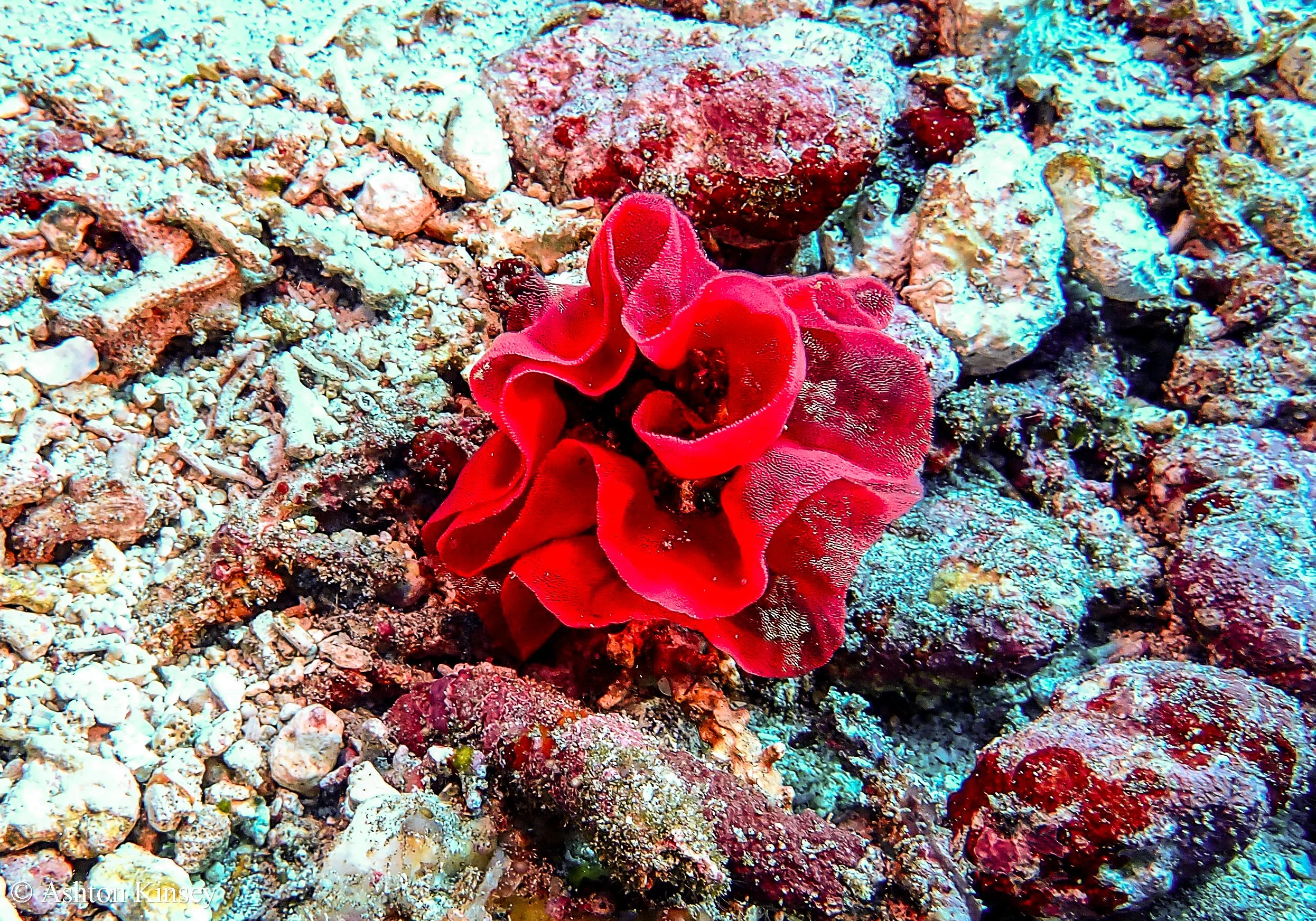 Crystal Bay-6.jpg