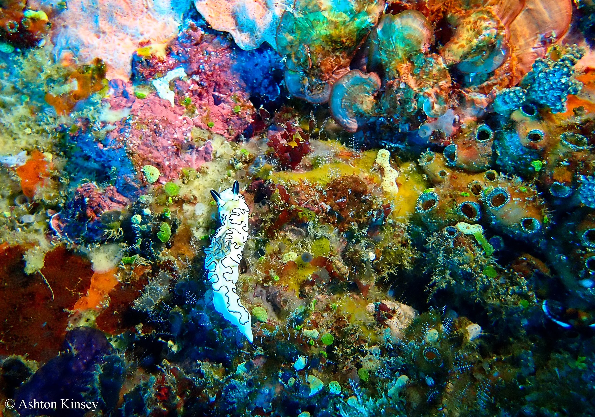 Crystal Bay-4.jpg