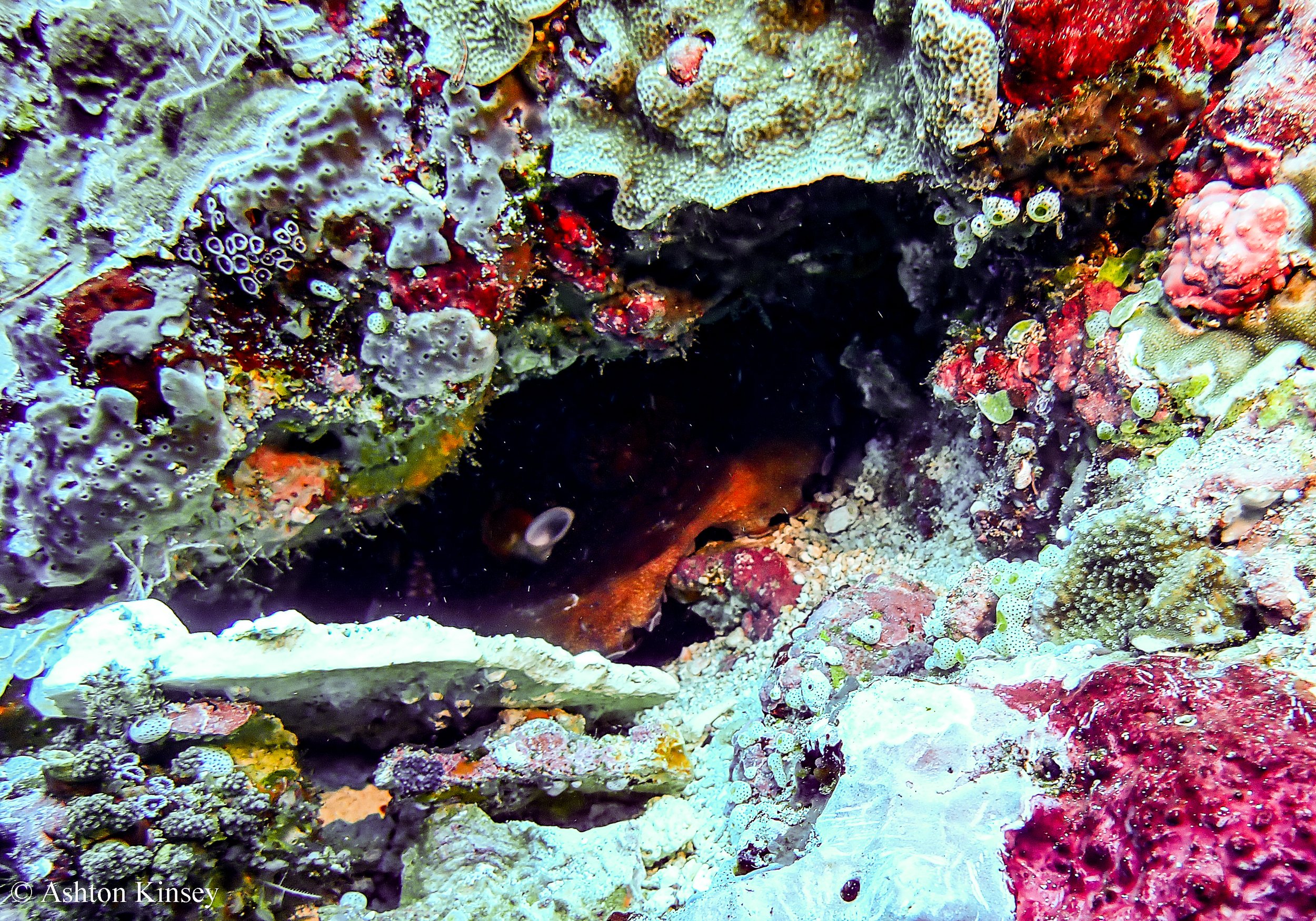 Crystal Bay-7.jpg