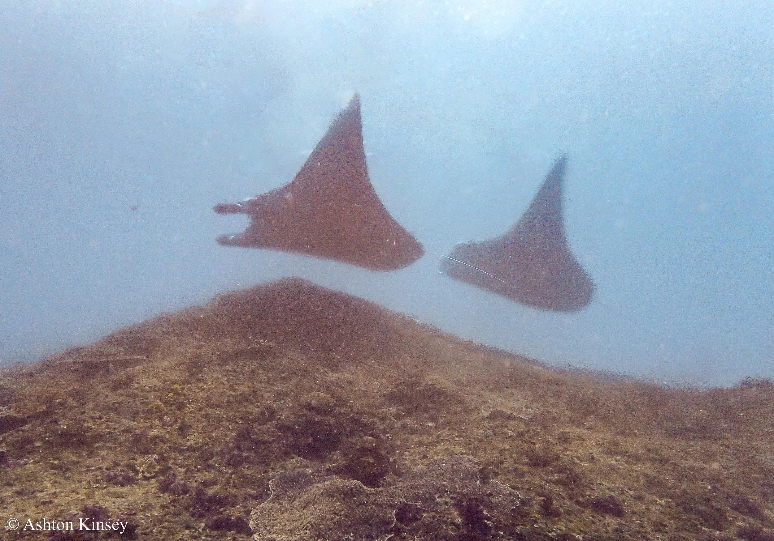 Manta Bay-2.jpg