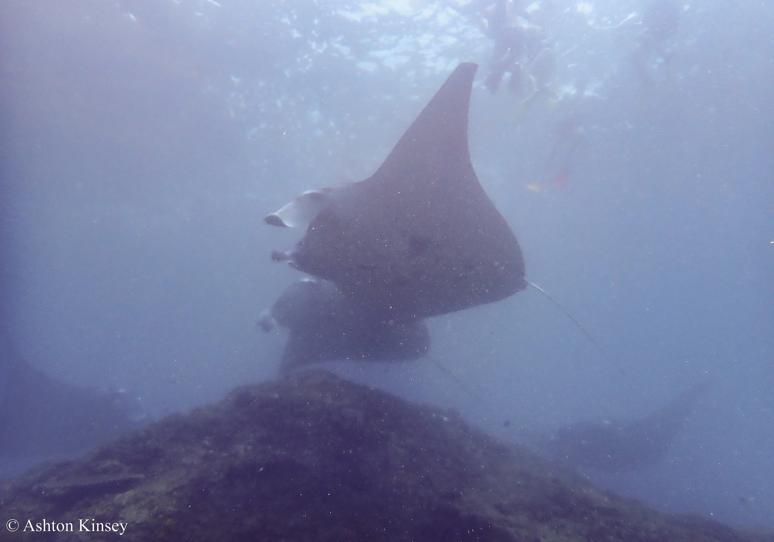 Manta Bay-4.jpg