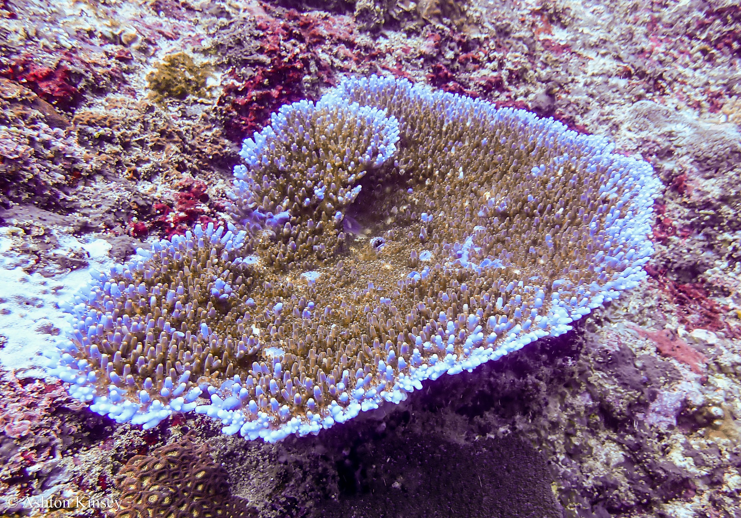 Manta Bay-8.jpg
