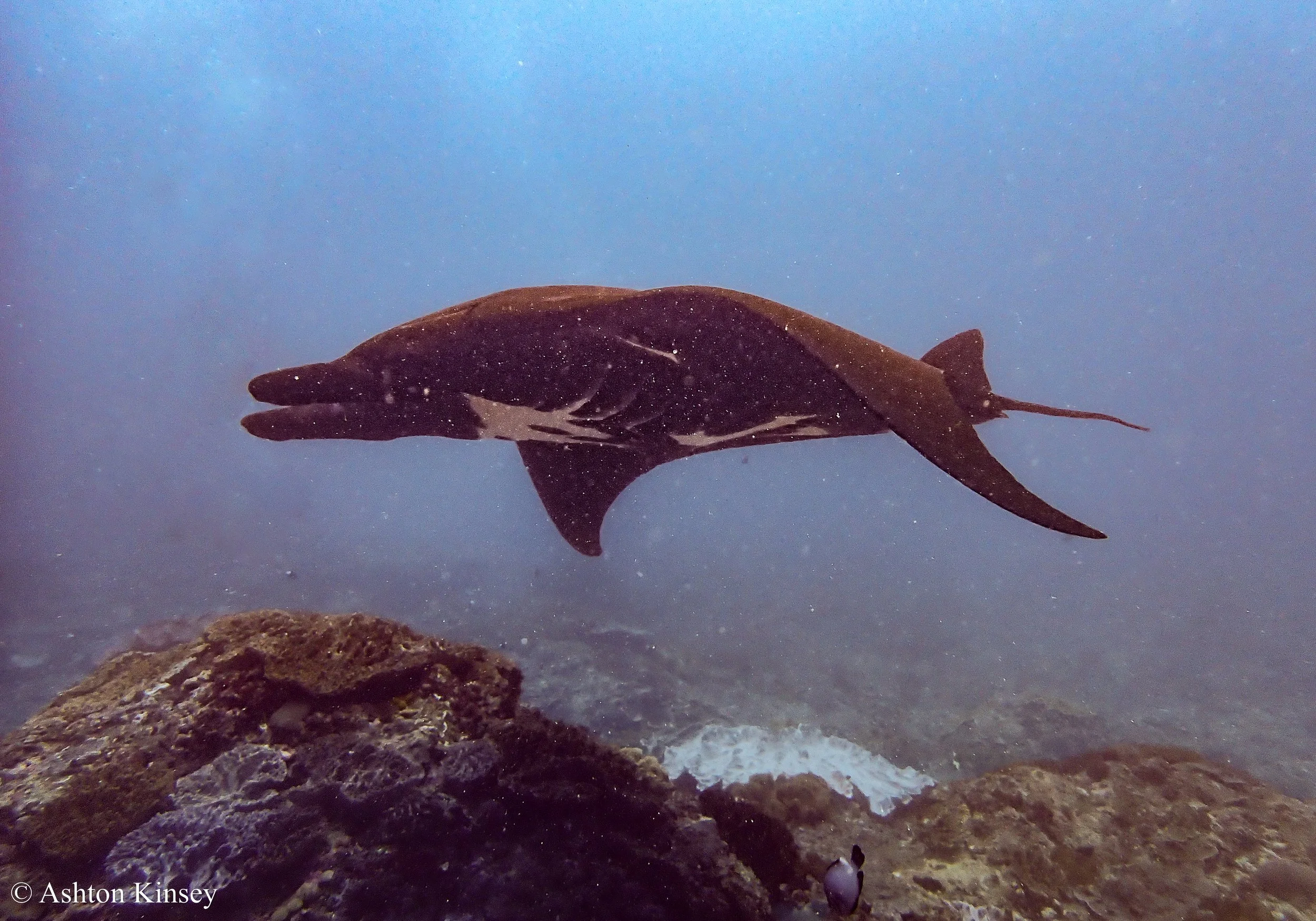 Manta Bay-10.jpg