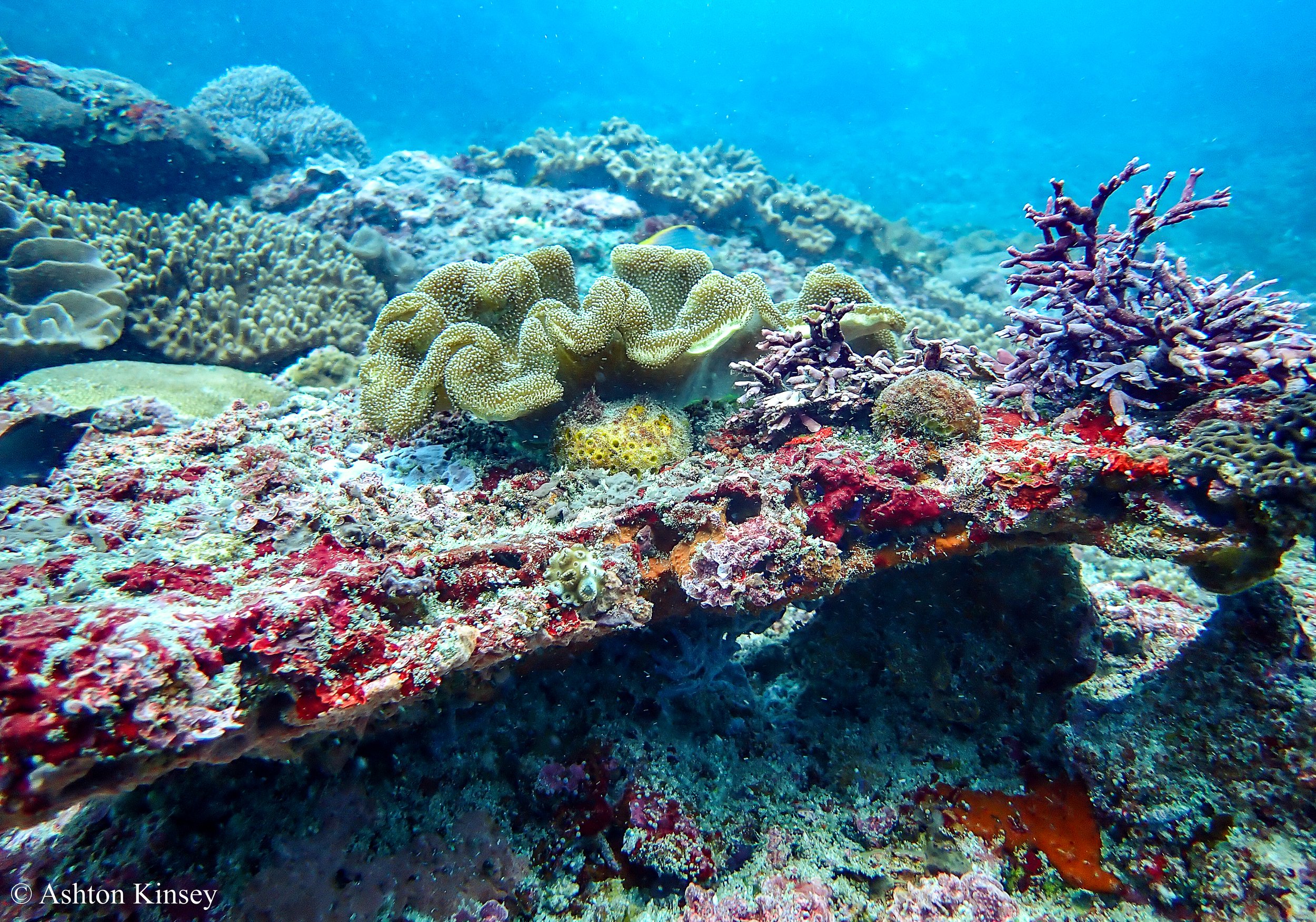 Manta Bay-11.jpg