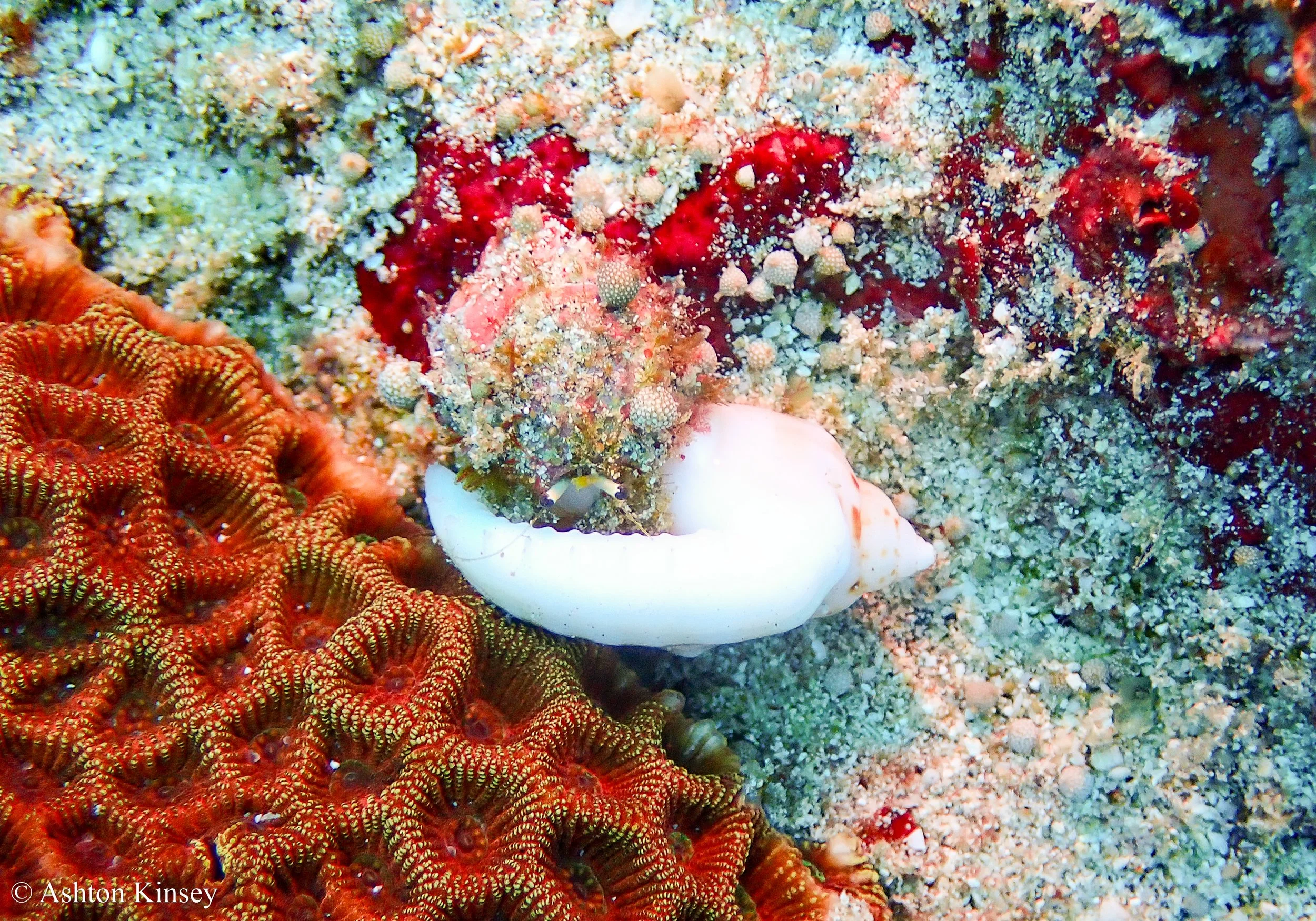 Manta Bay-12.jpg