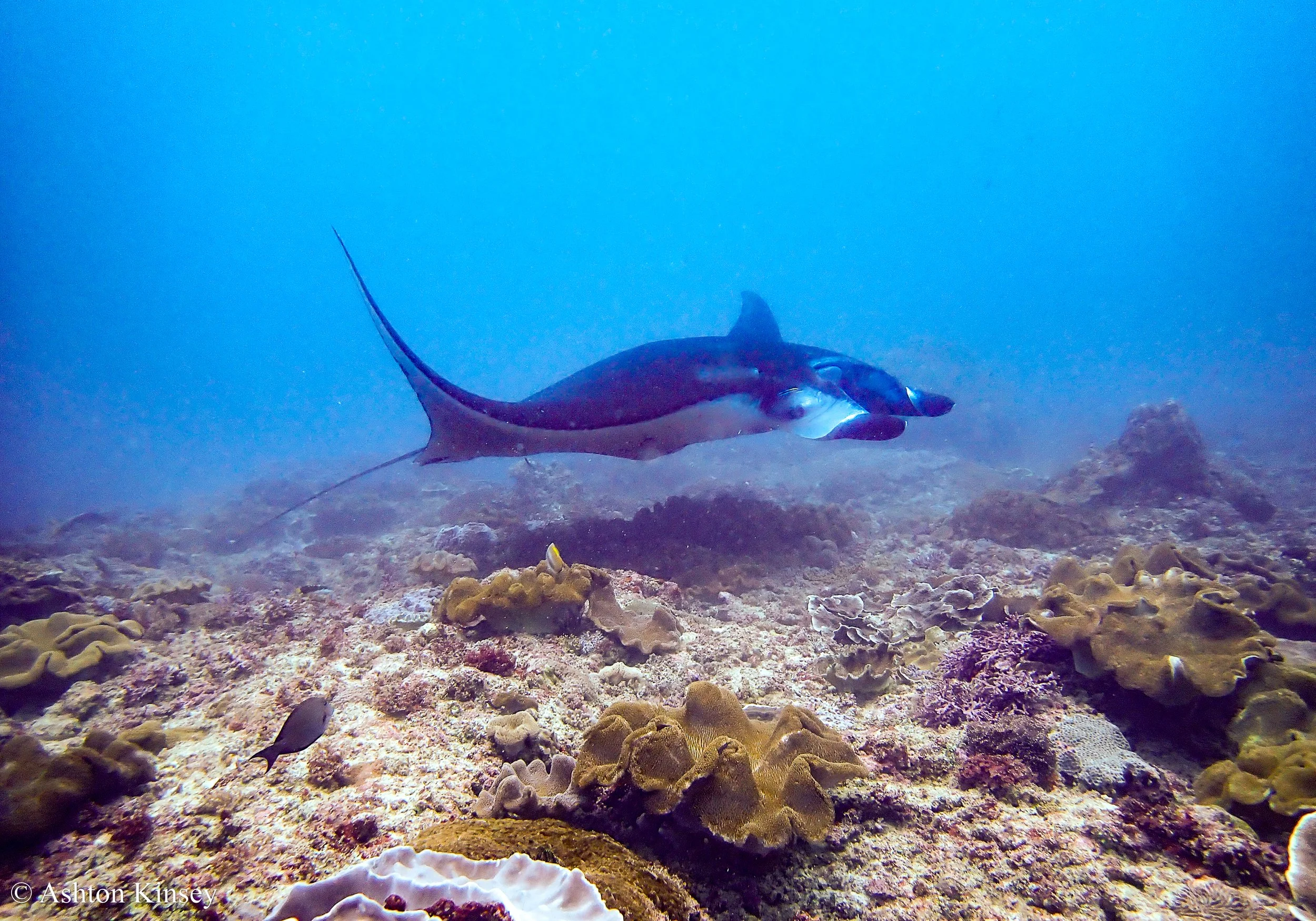 Manta Bay-15.jpg