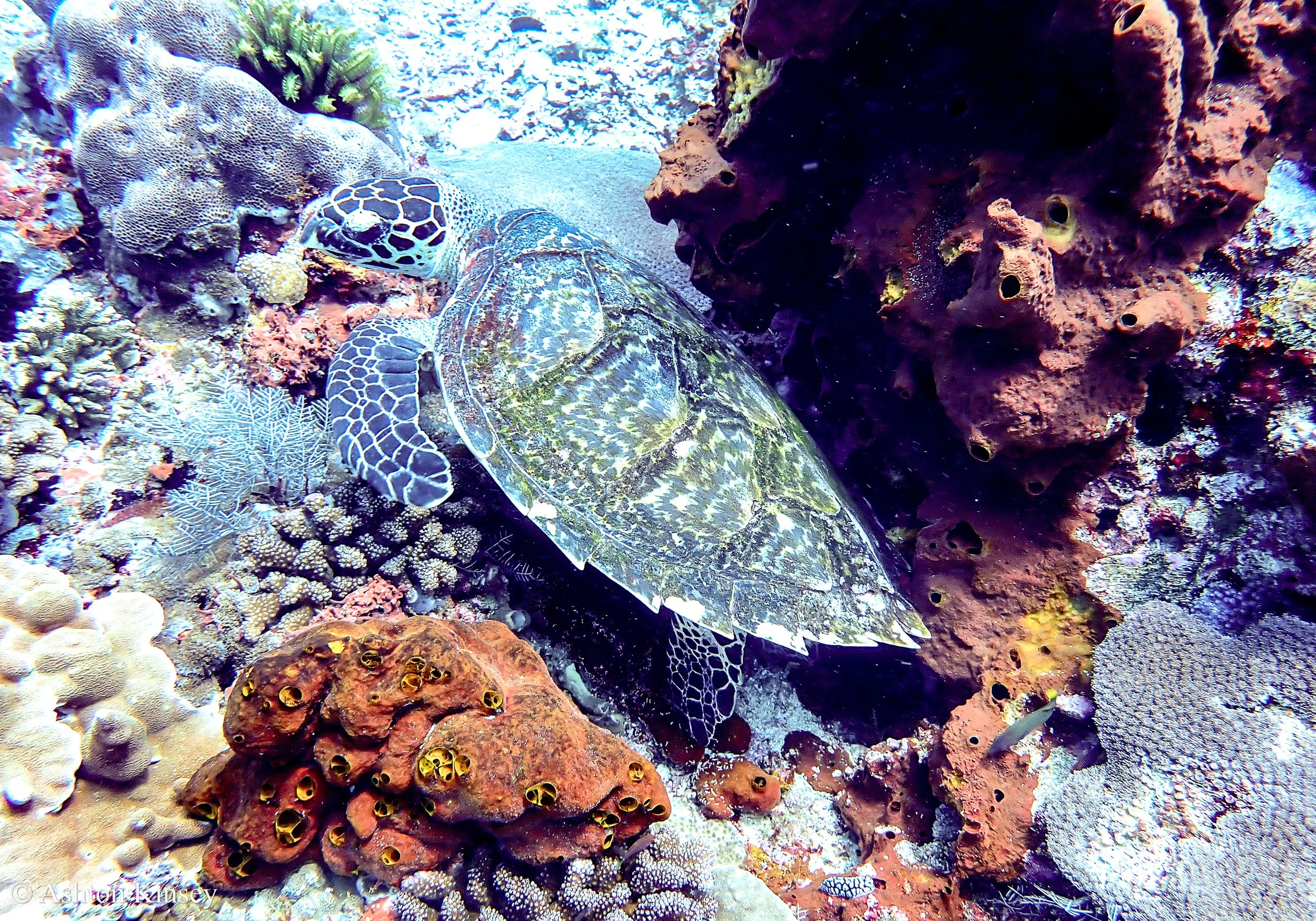 SD Point-6.jpg