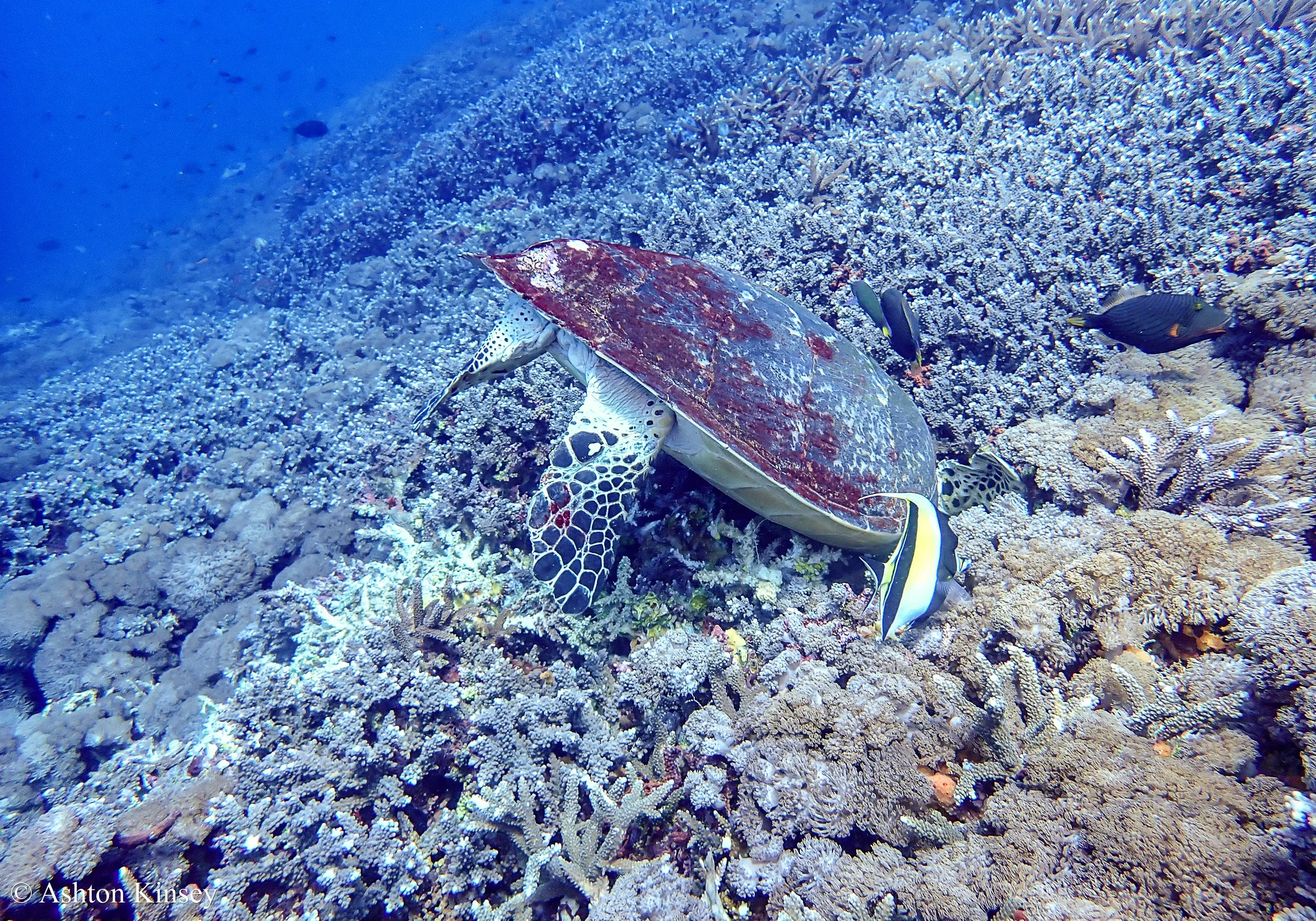 SD Point-8.jpg