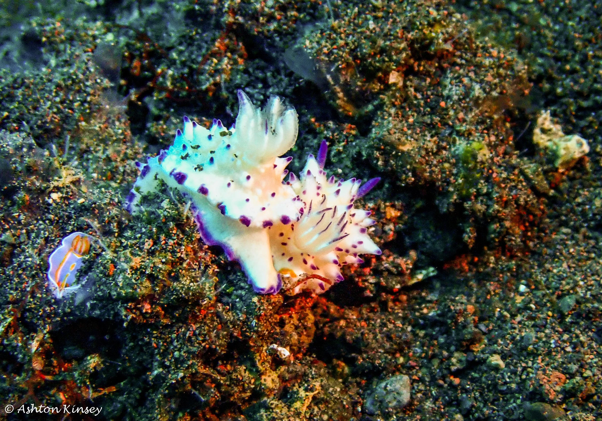 Secret Bay-3.jpg