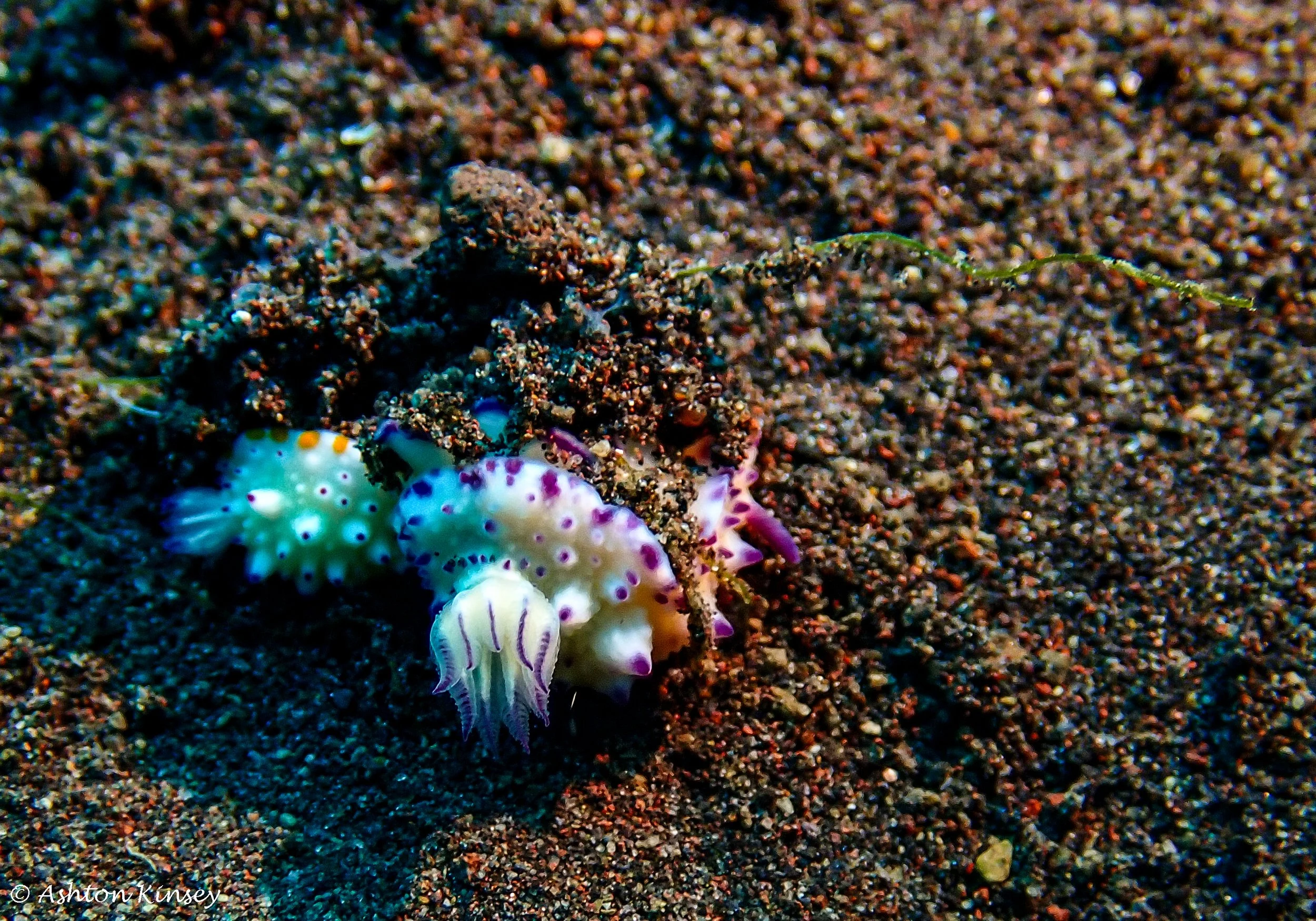Secret Bay-6.jpg