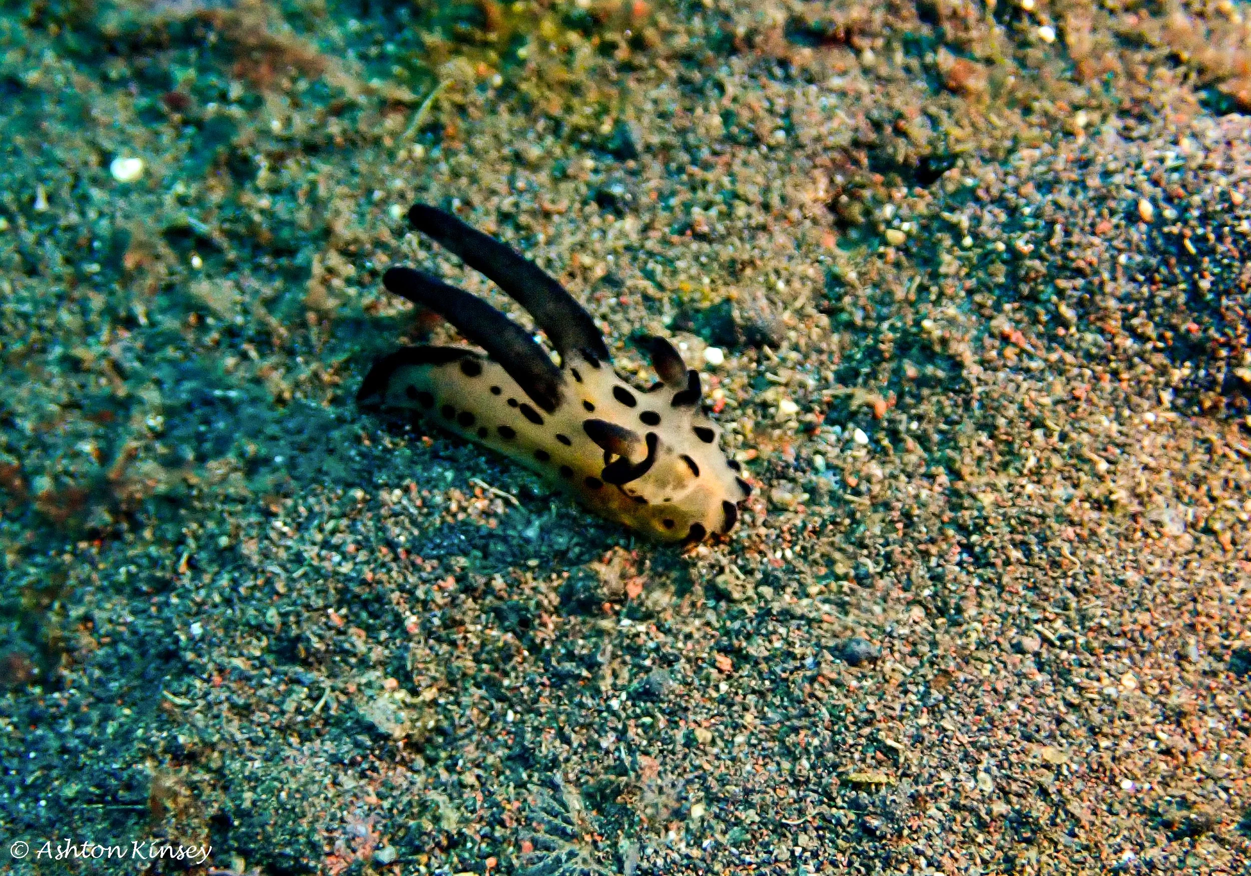 Secret Bay-7.jpg