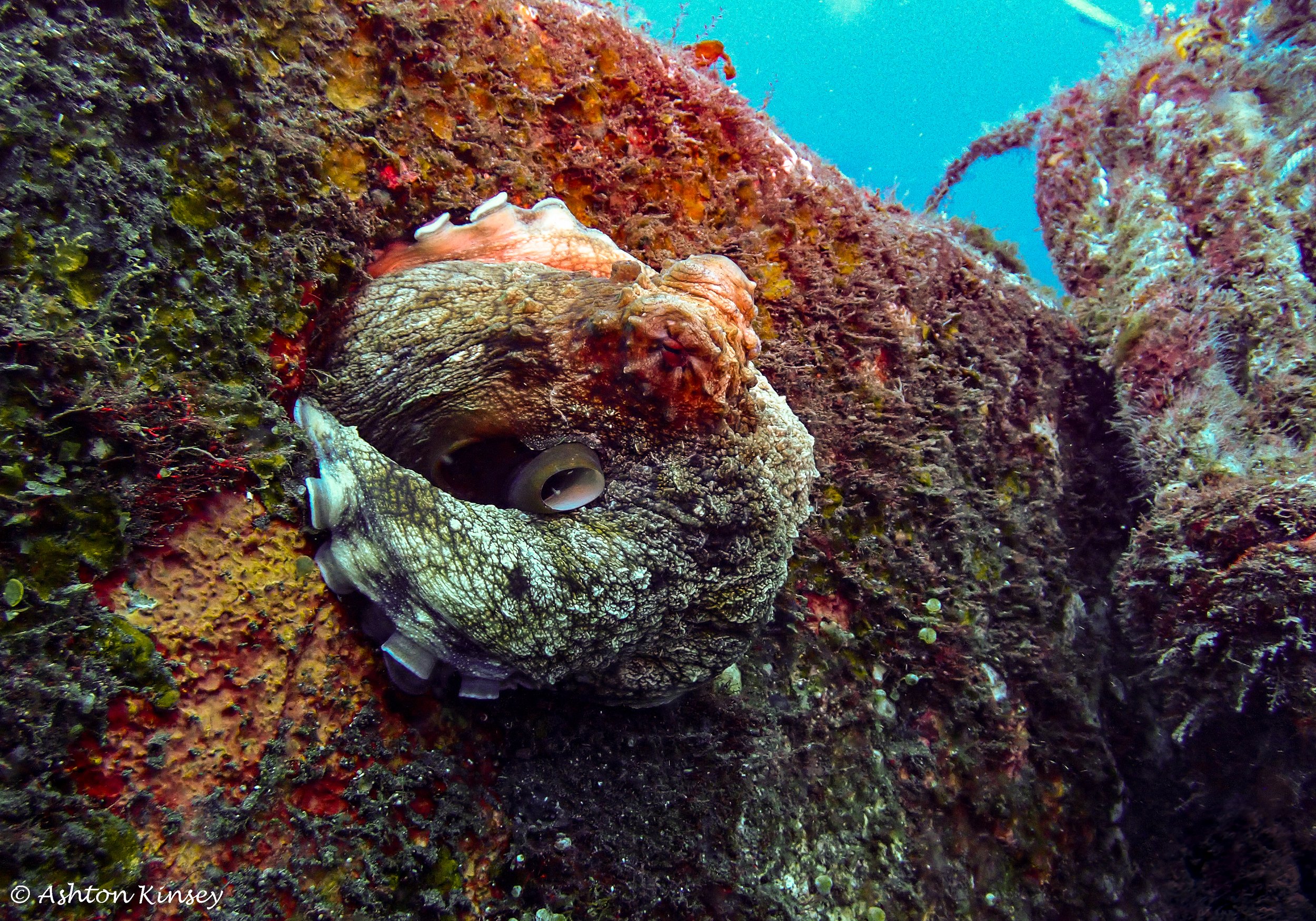 Secret Bay-12.jpg