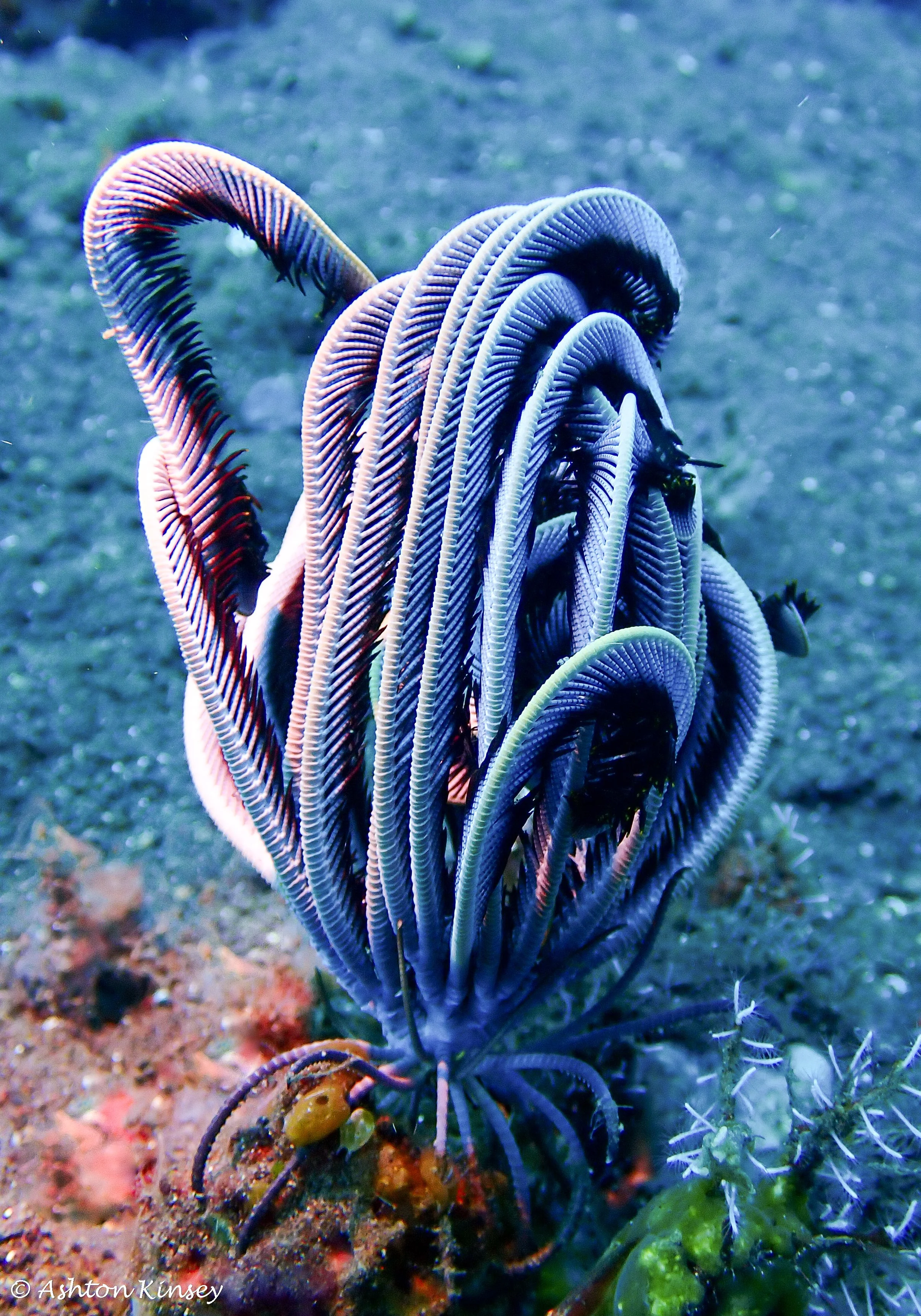 Secret Bay-13.jpg
