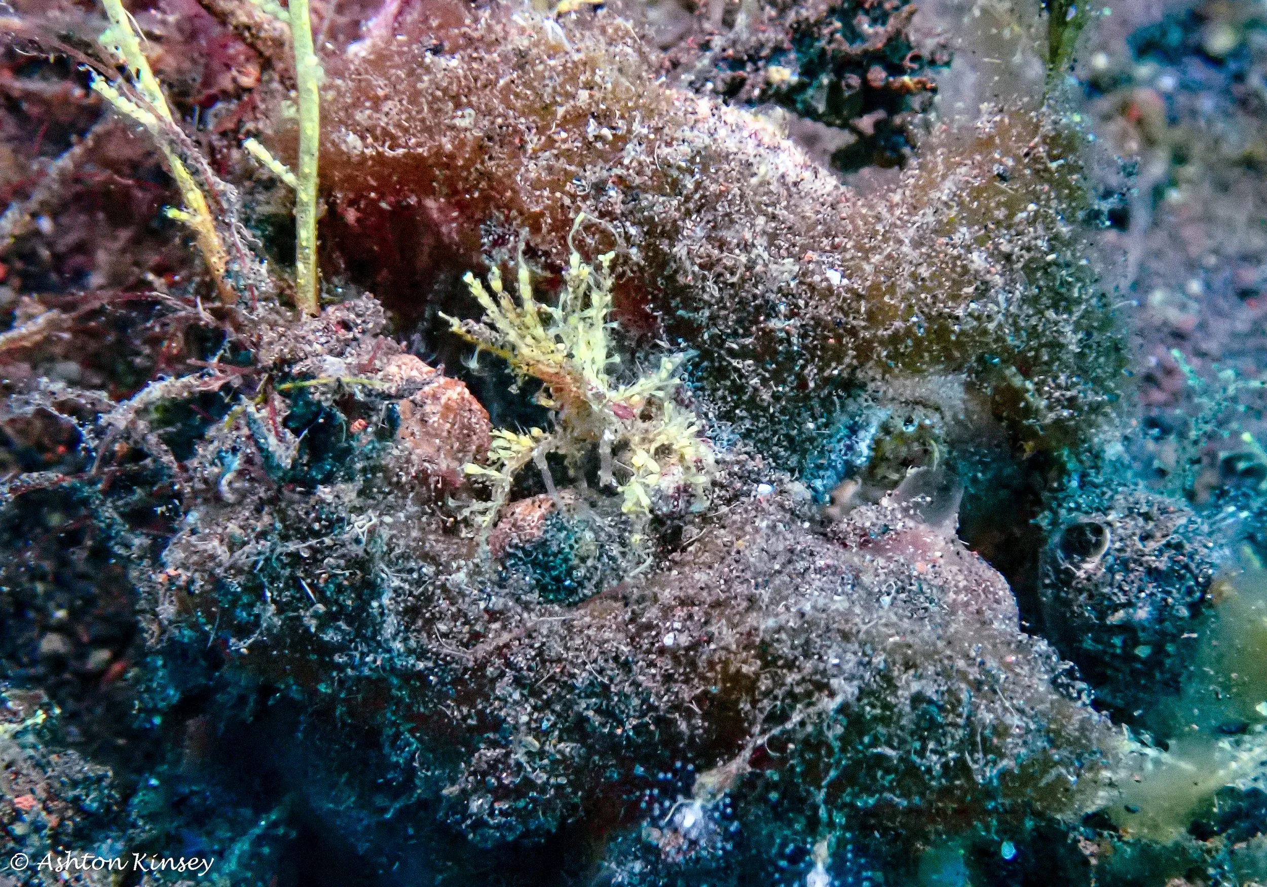 Secret Bay D.2-7.jpg