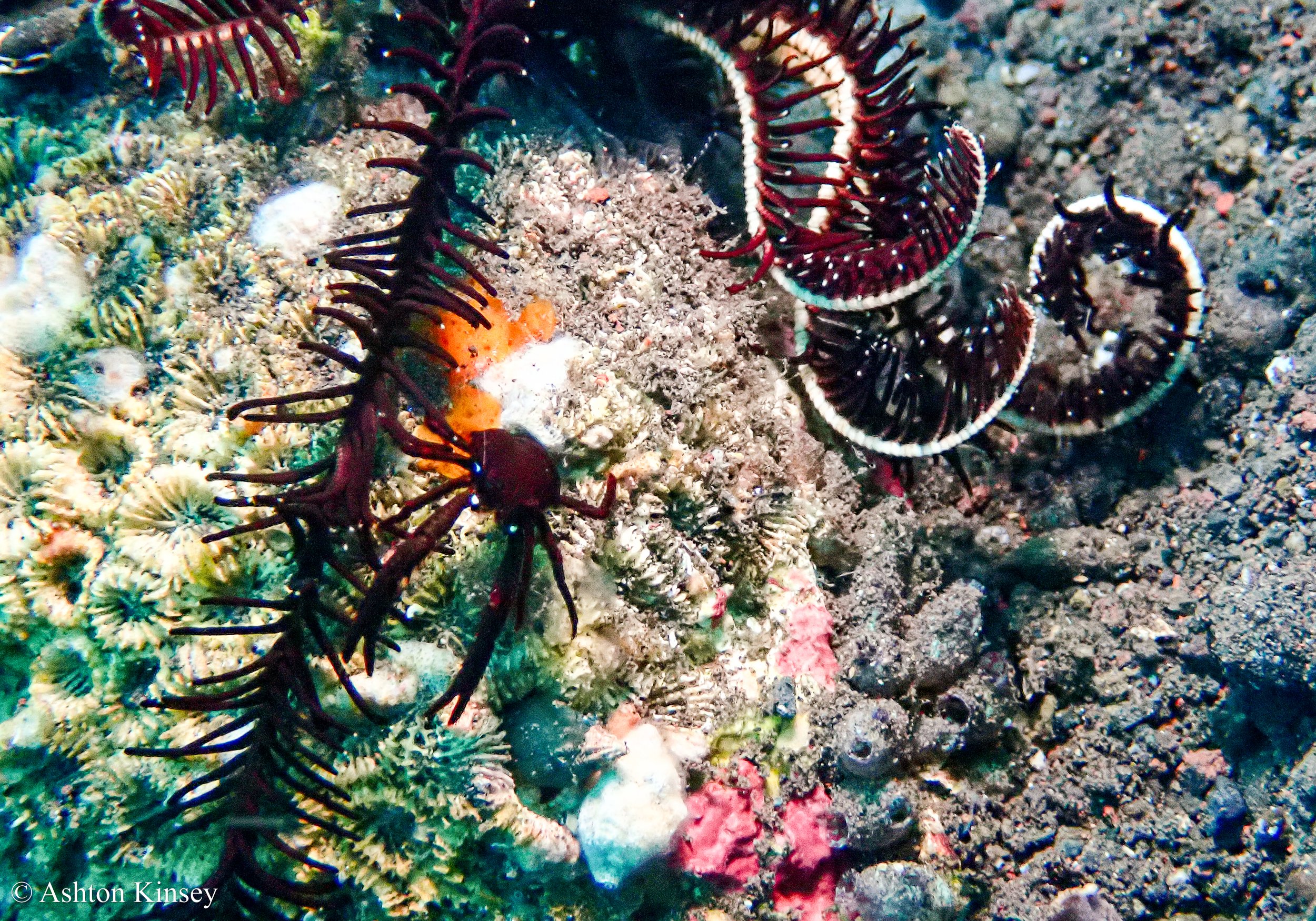Bali Dive Resort House Reef .jpg