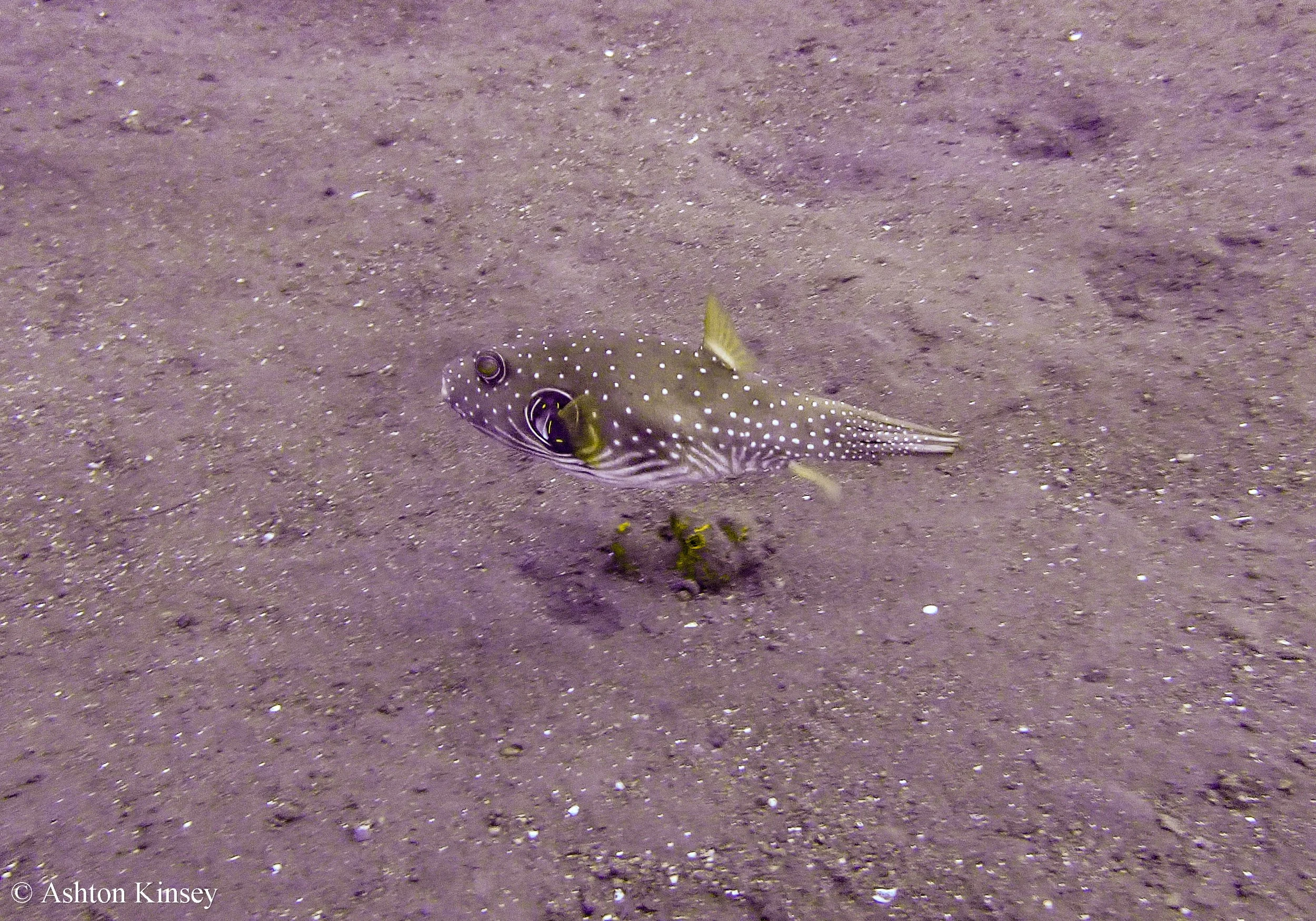 Bali Dive Resort House Reef -3.jpg