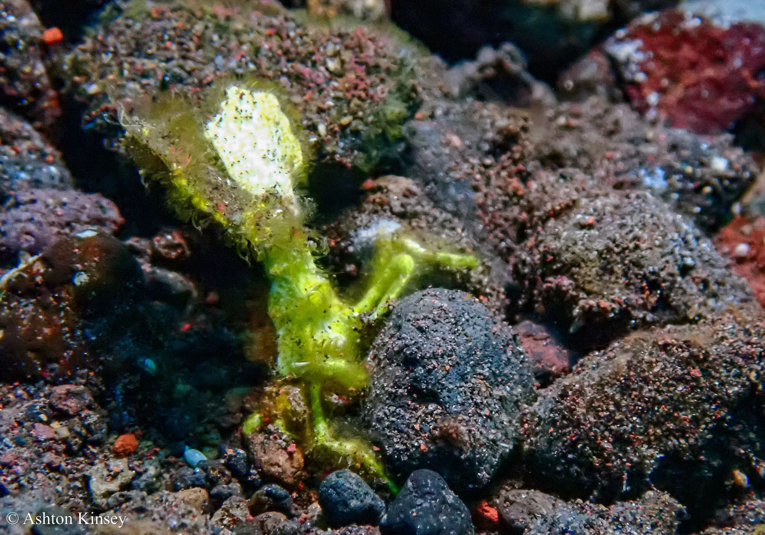 Bali Dive Resort House Reef -2.jpg
