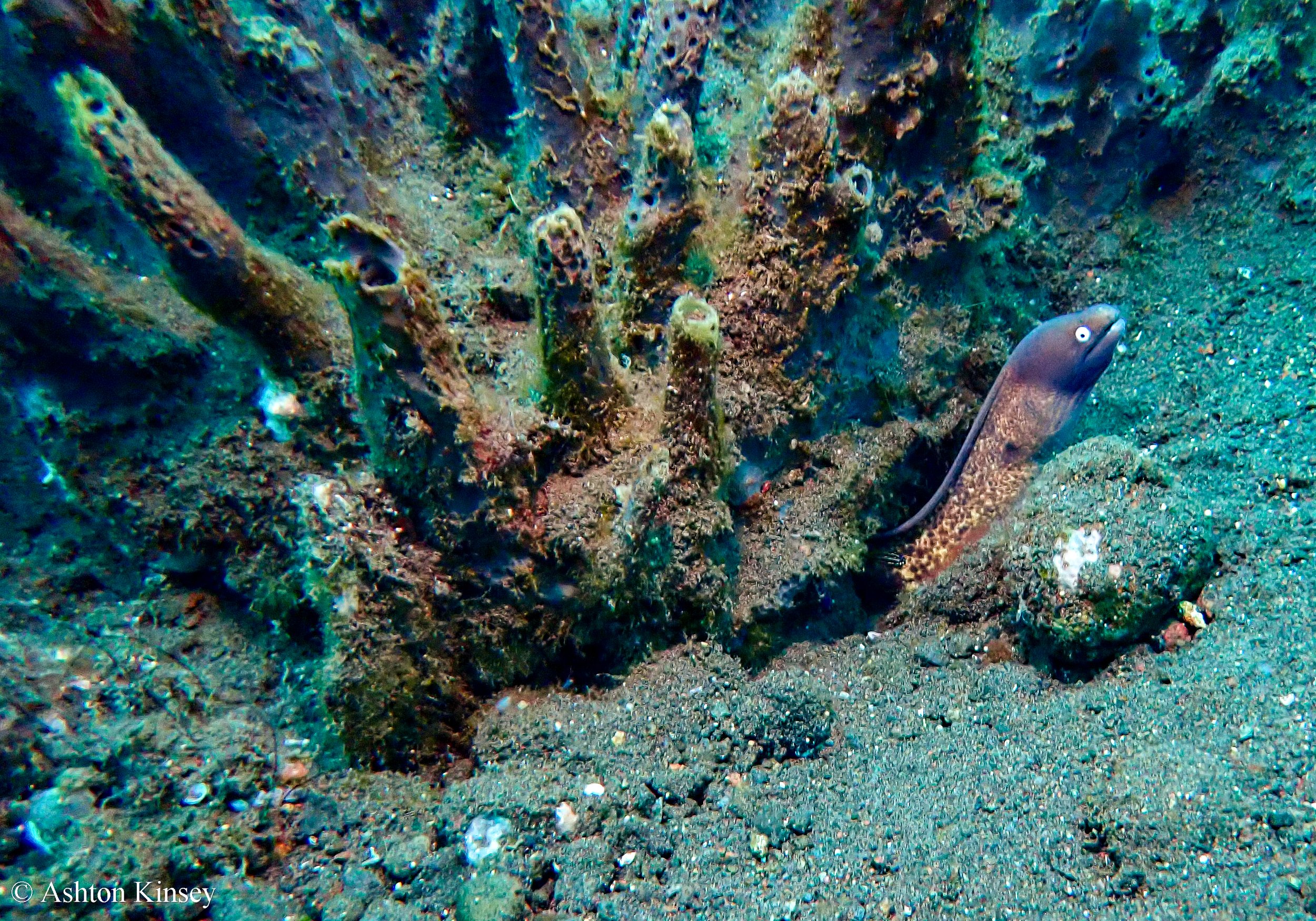 Bali Dive Resort House Reef -4.jpg