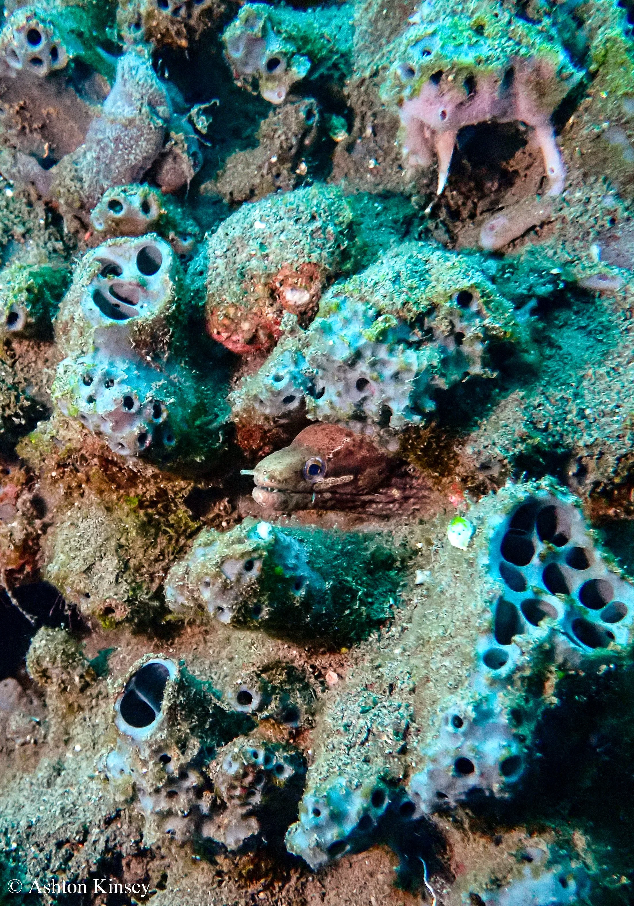 Bali Dive Resort House Reef -6.jpg