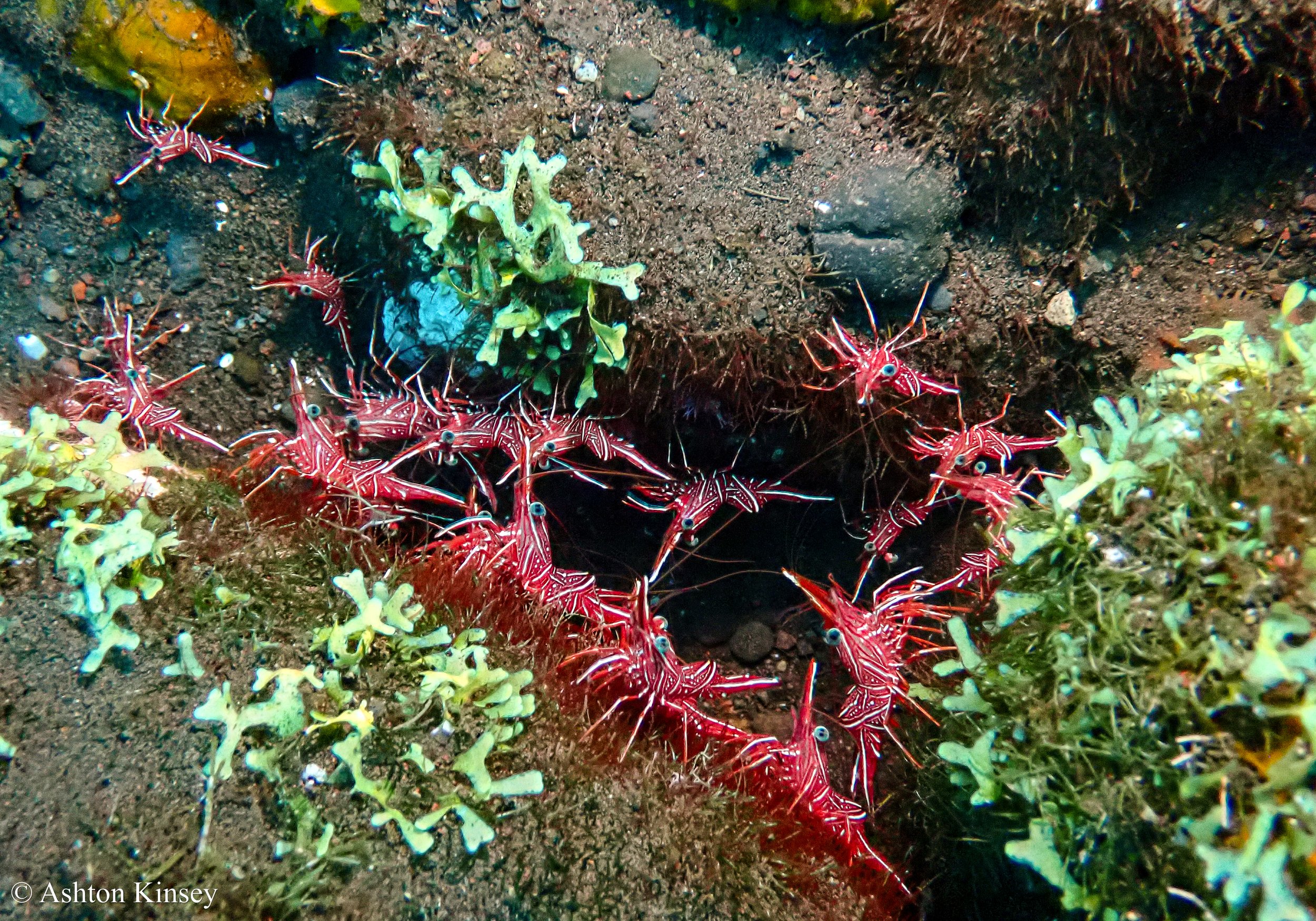 Bali Dive Resort House Reef -8.jpg