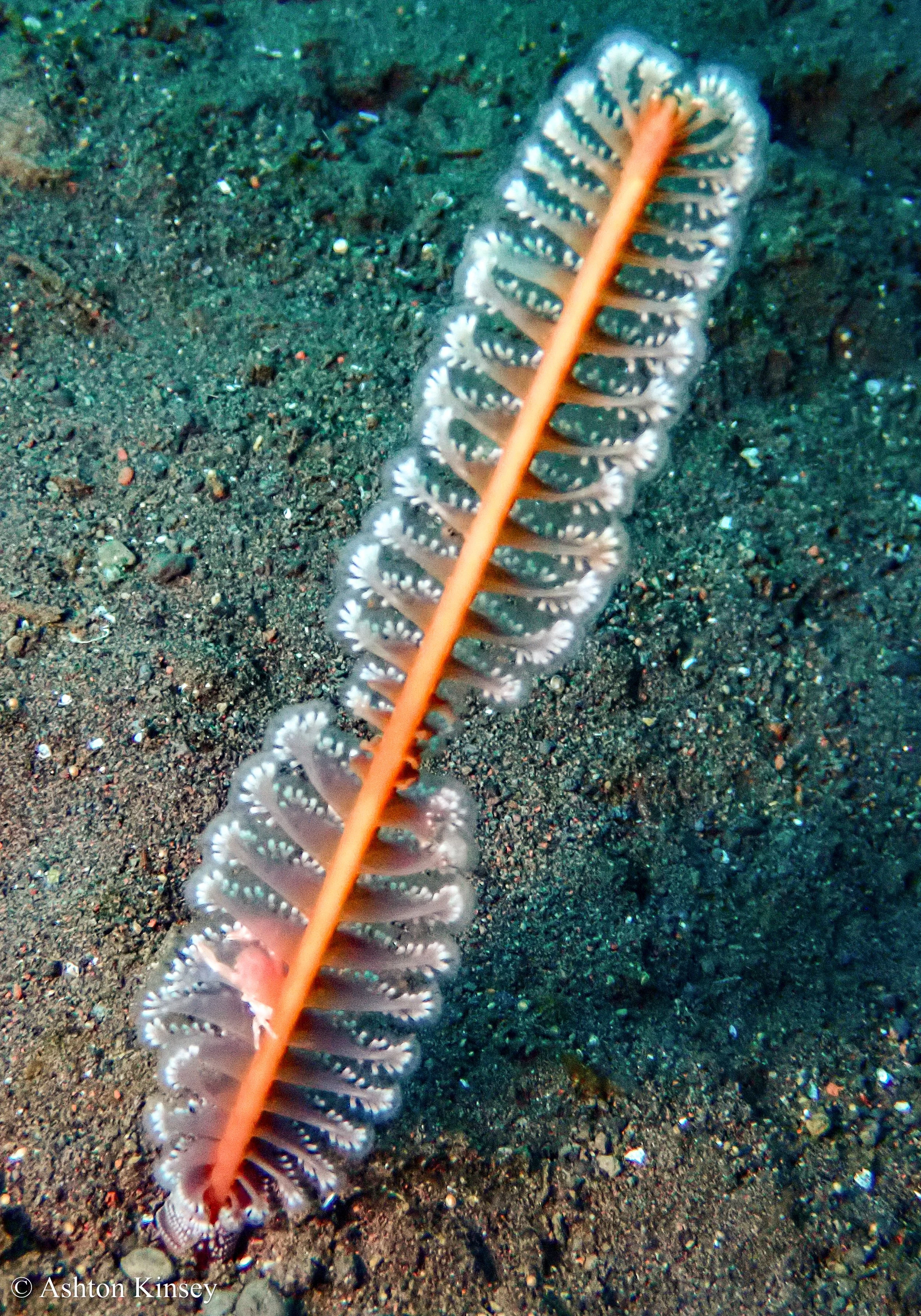 Bali Dive Resort House Reef -9.jpg