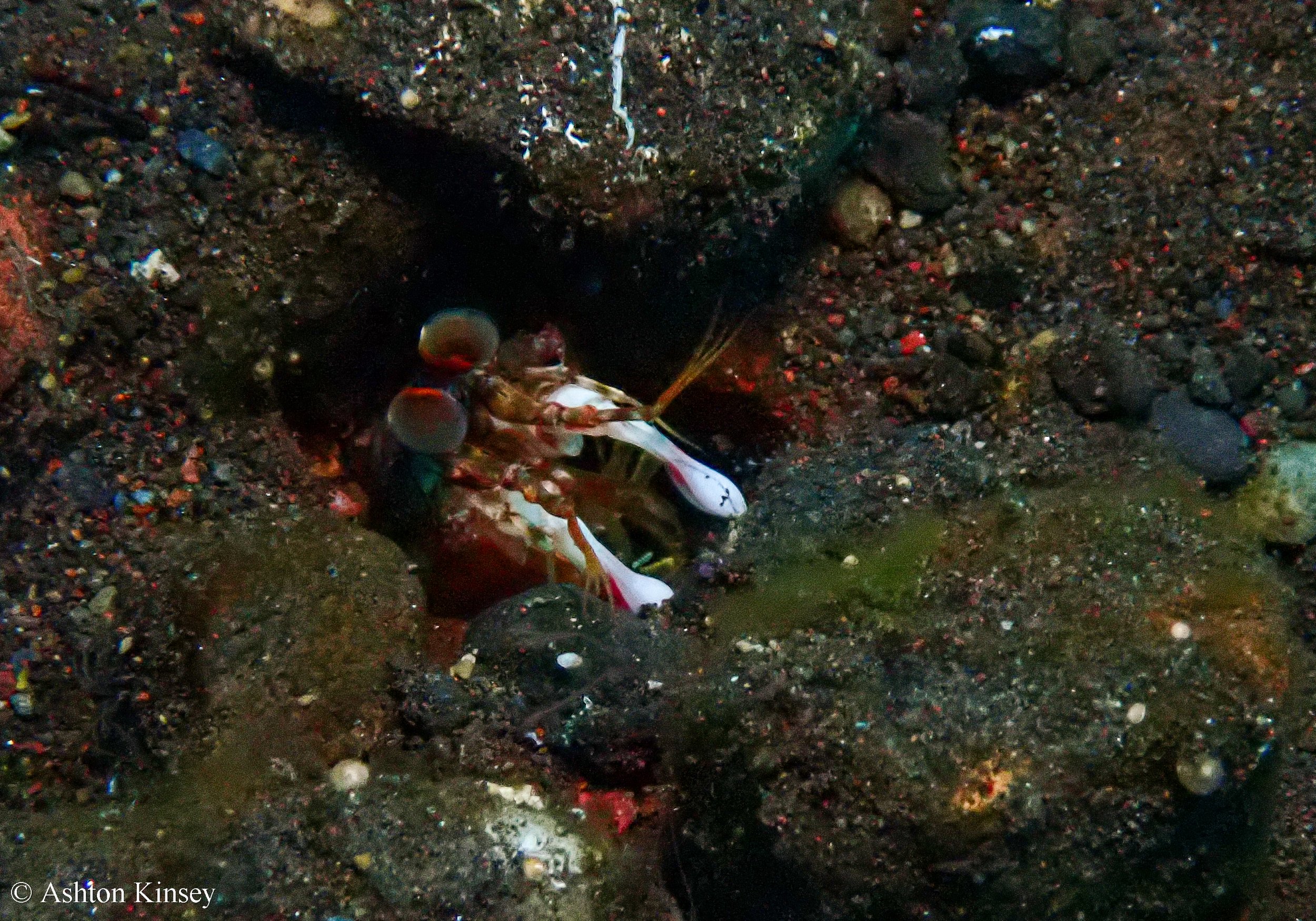 Bali Dive Resort House Reef -11.jpg