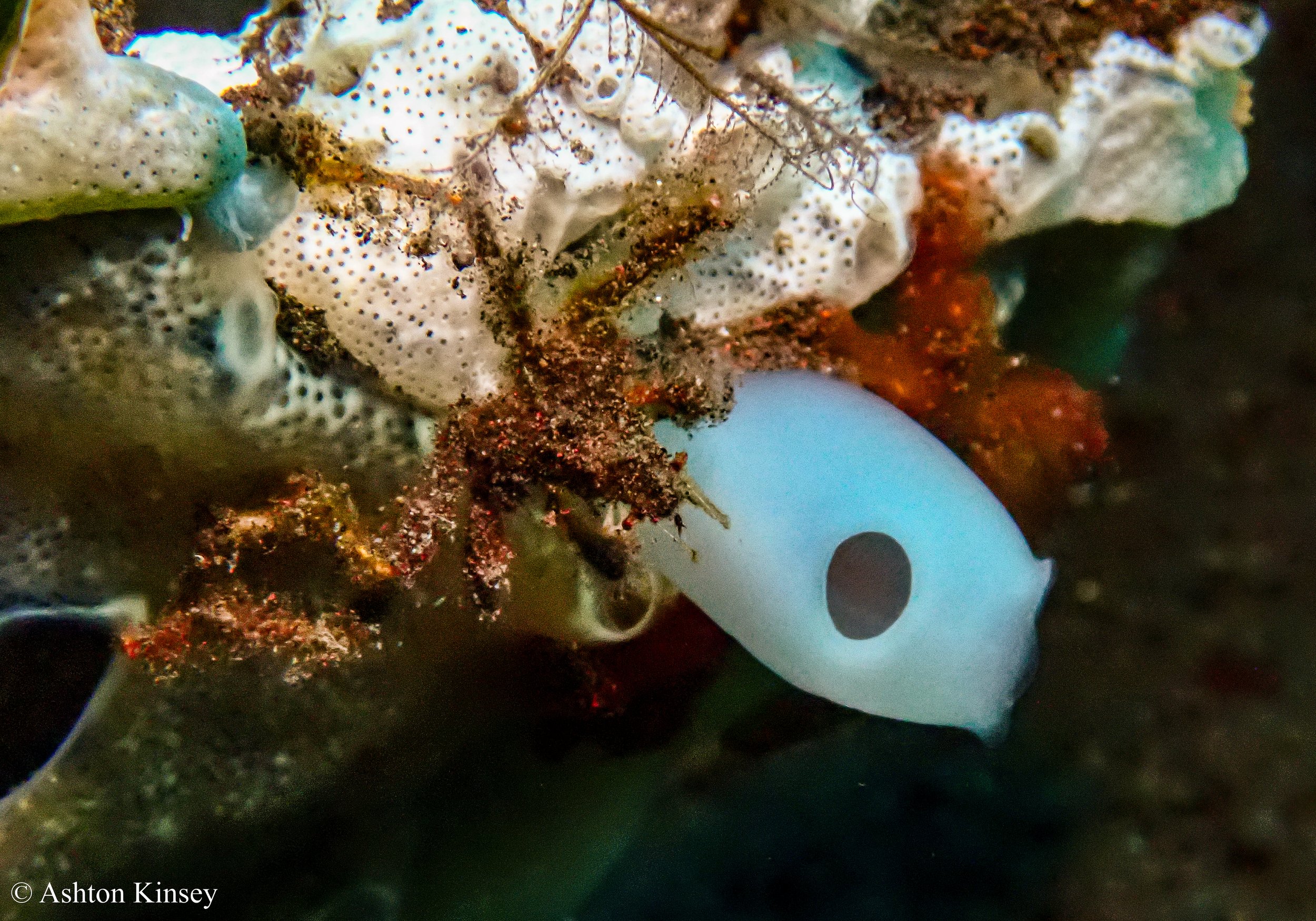 Bali Dive Resort House Reef -10.jpg